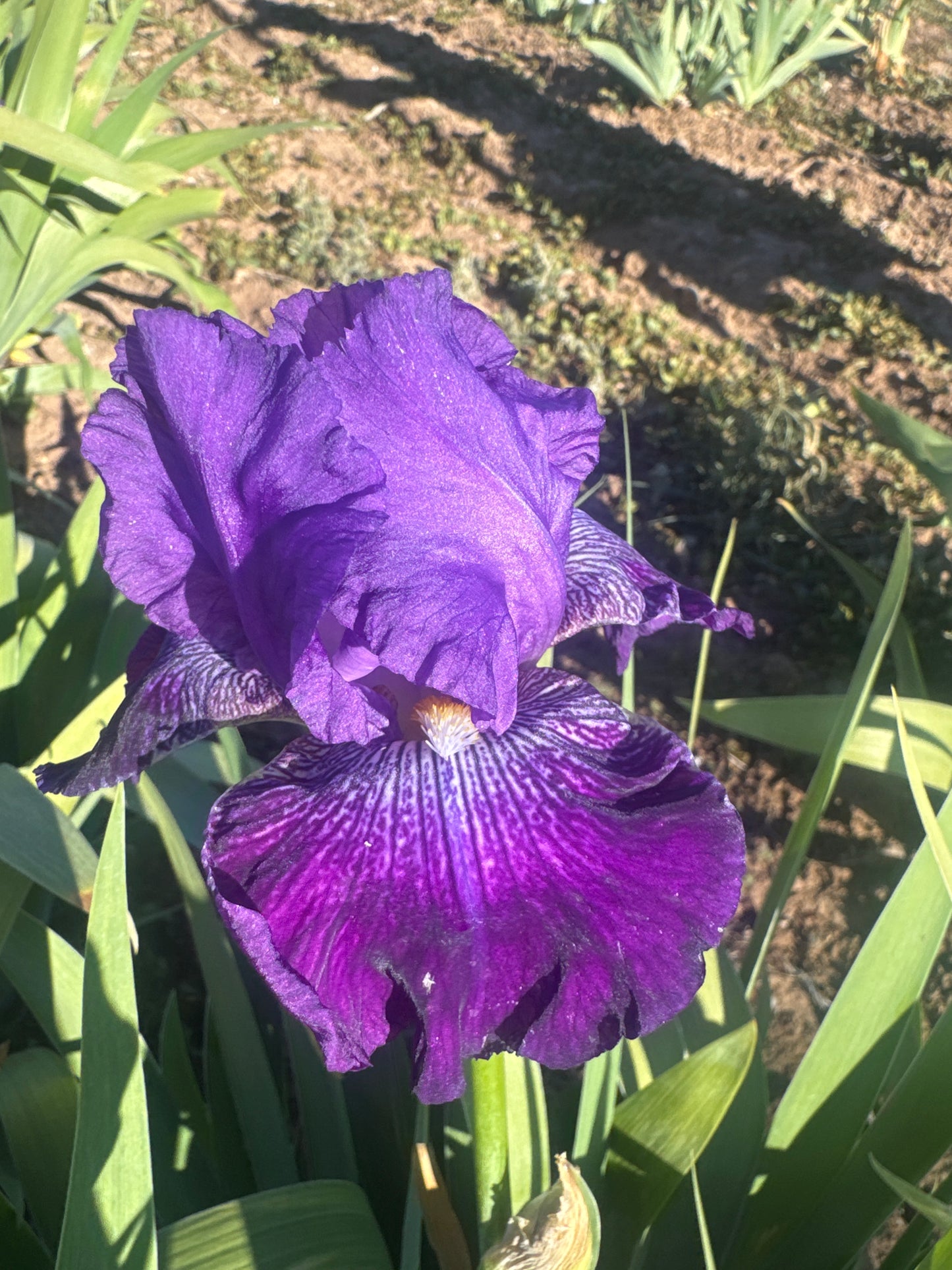 Noid 29.2 Purple