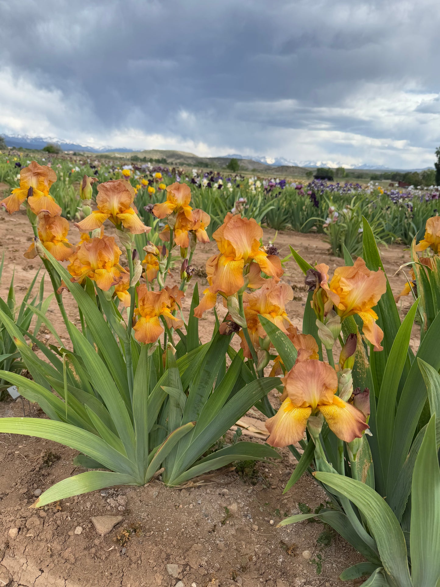 Noid 5.03 Yellow copper