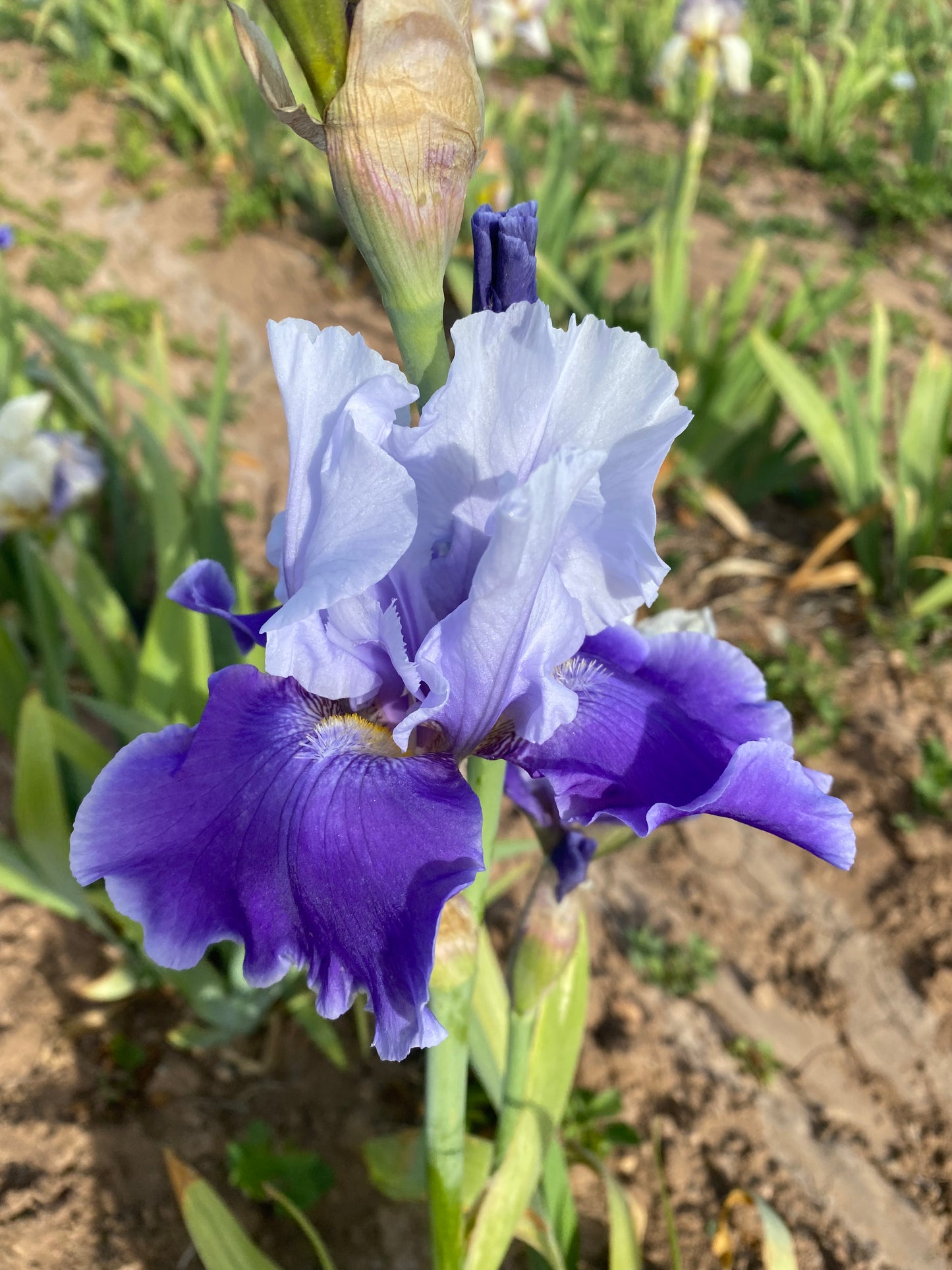 Noid 15.2 Blue Bicolor