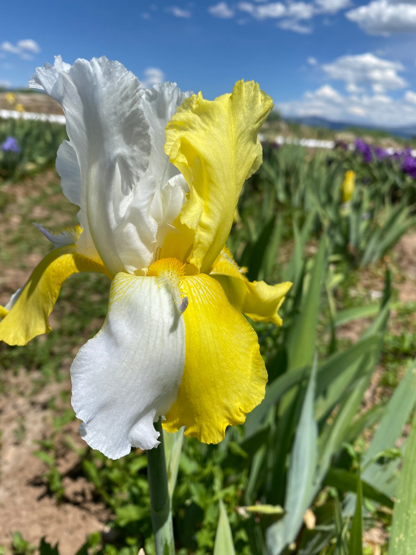 Noid 17.5 - yellow space age