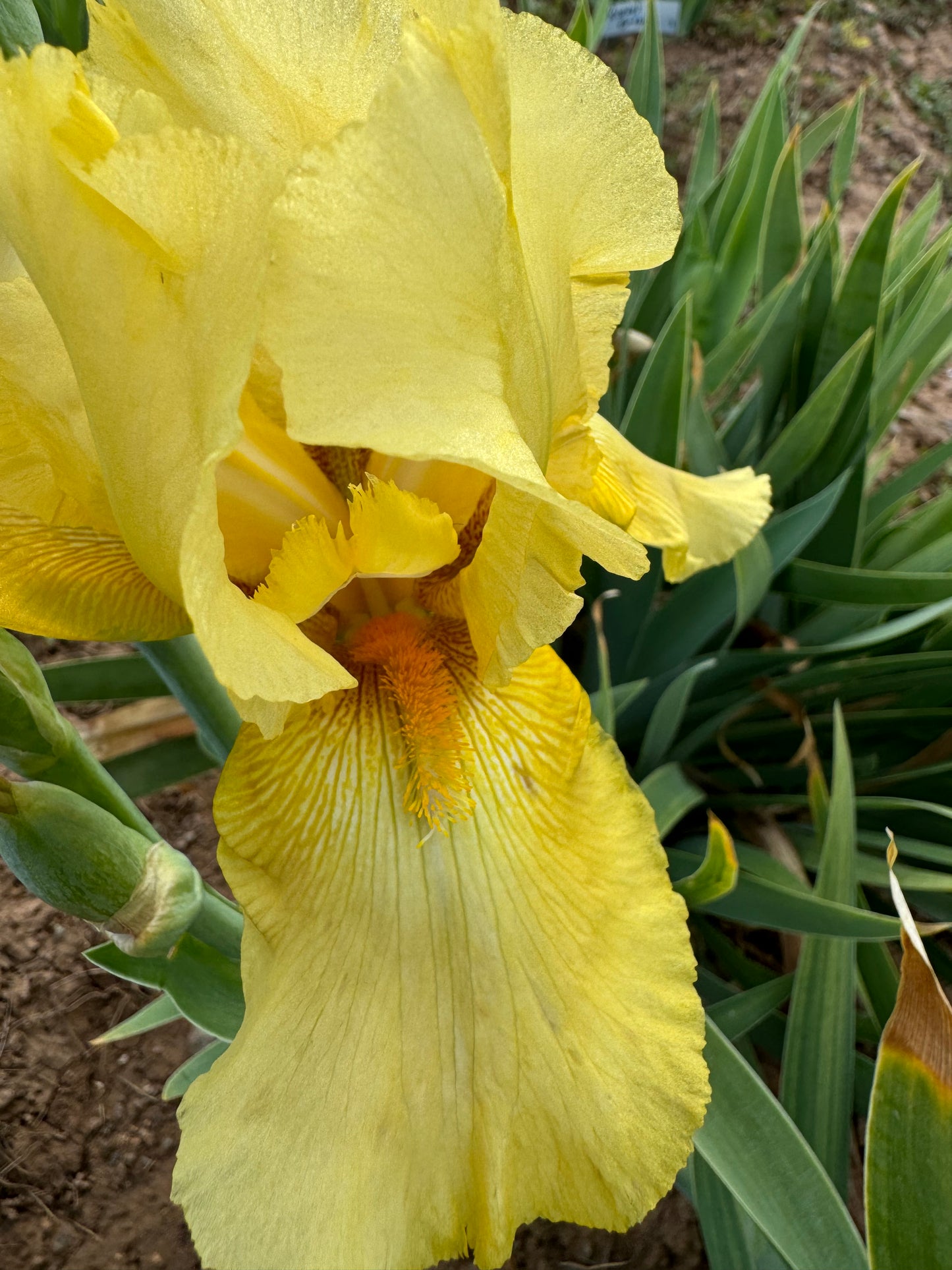 Noid 18.4 Yellow Rebloomer