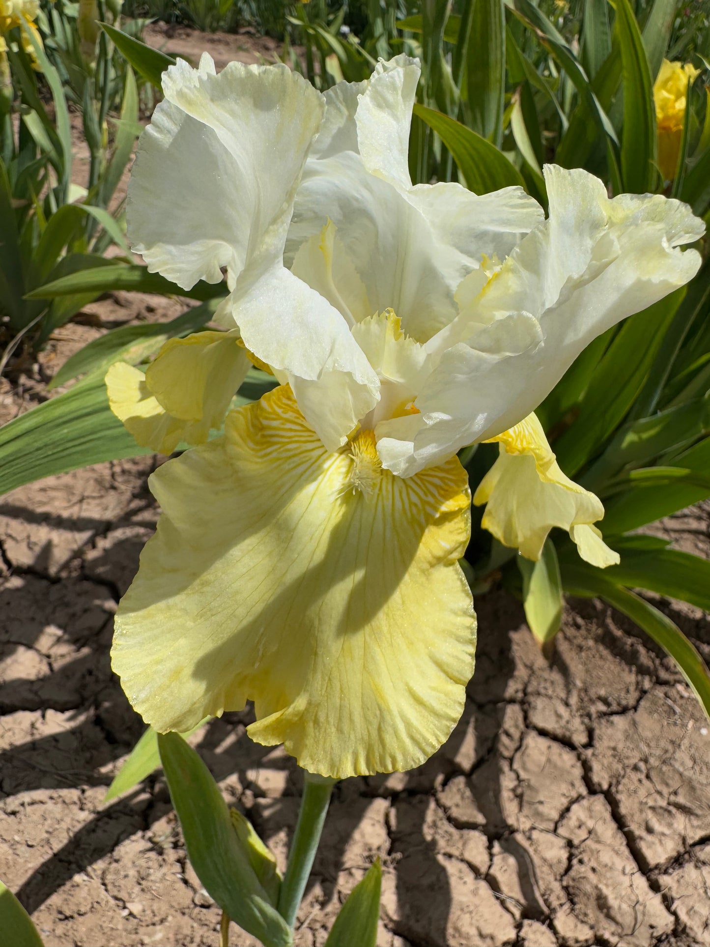 Noid 19.1 Light yellow/Yellow