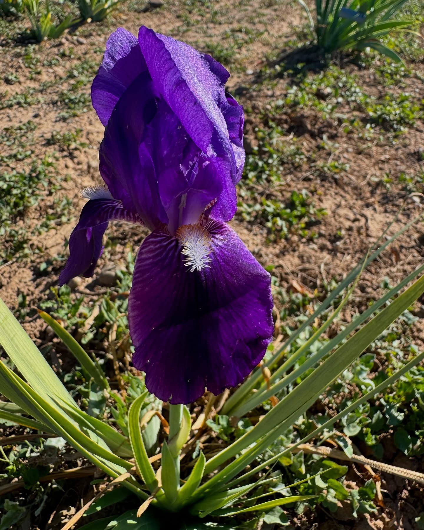 Noid 19.5 Purple rebloomer