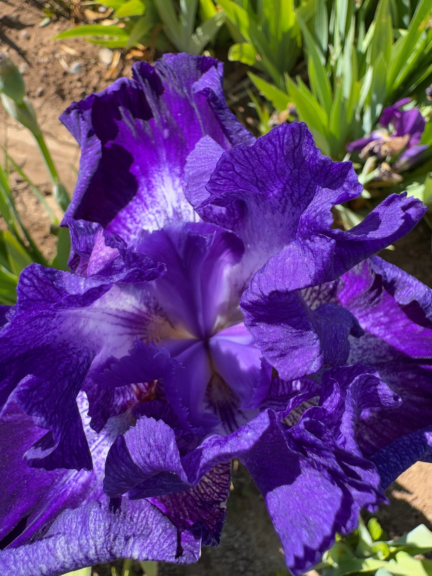 Noid 19.4 Light Purple