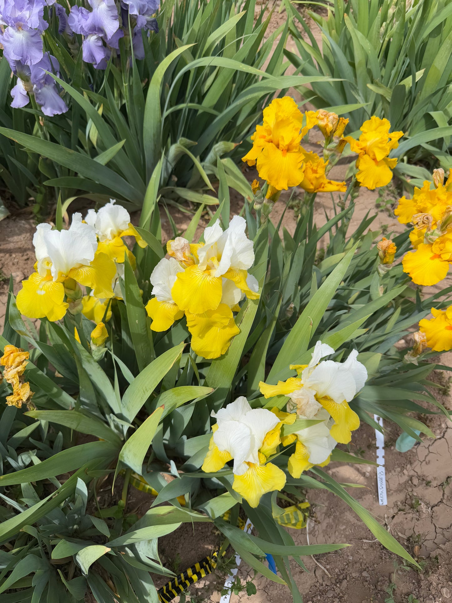 Noid 20.17 two tone yellow