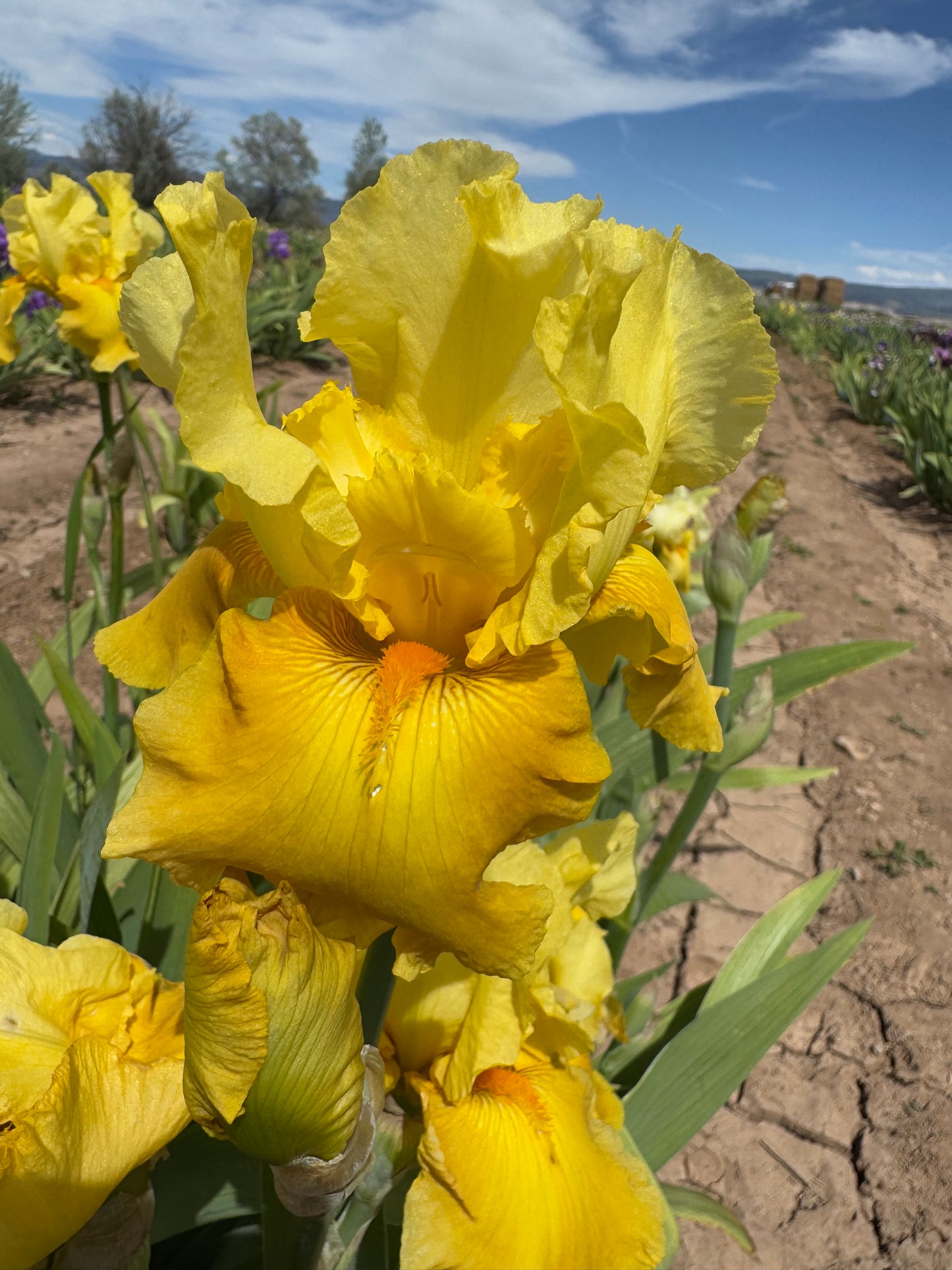 Noid 20.1 Darker Yellow