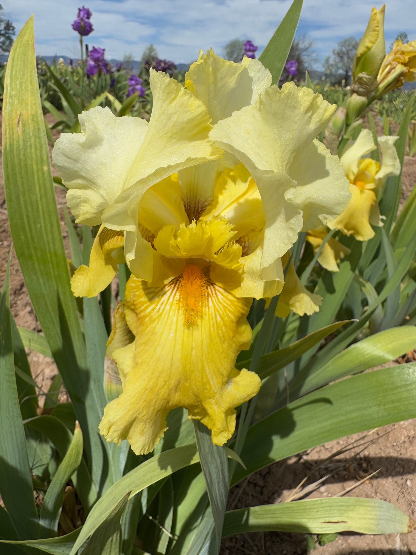 Noid 20.1 Lighter Yellow