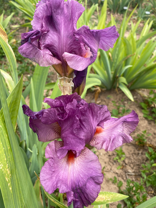 Noid 23.16 Orchid purple