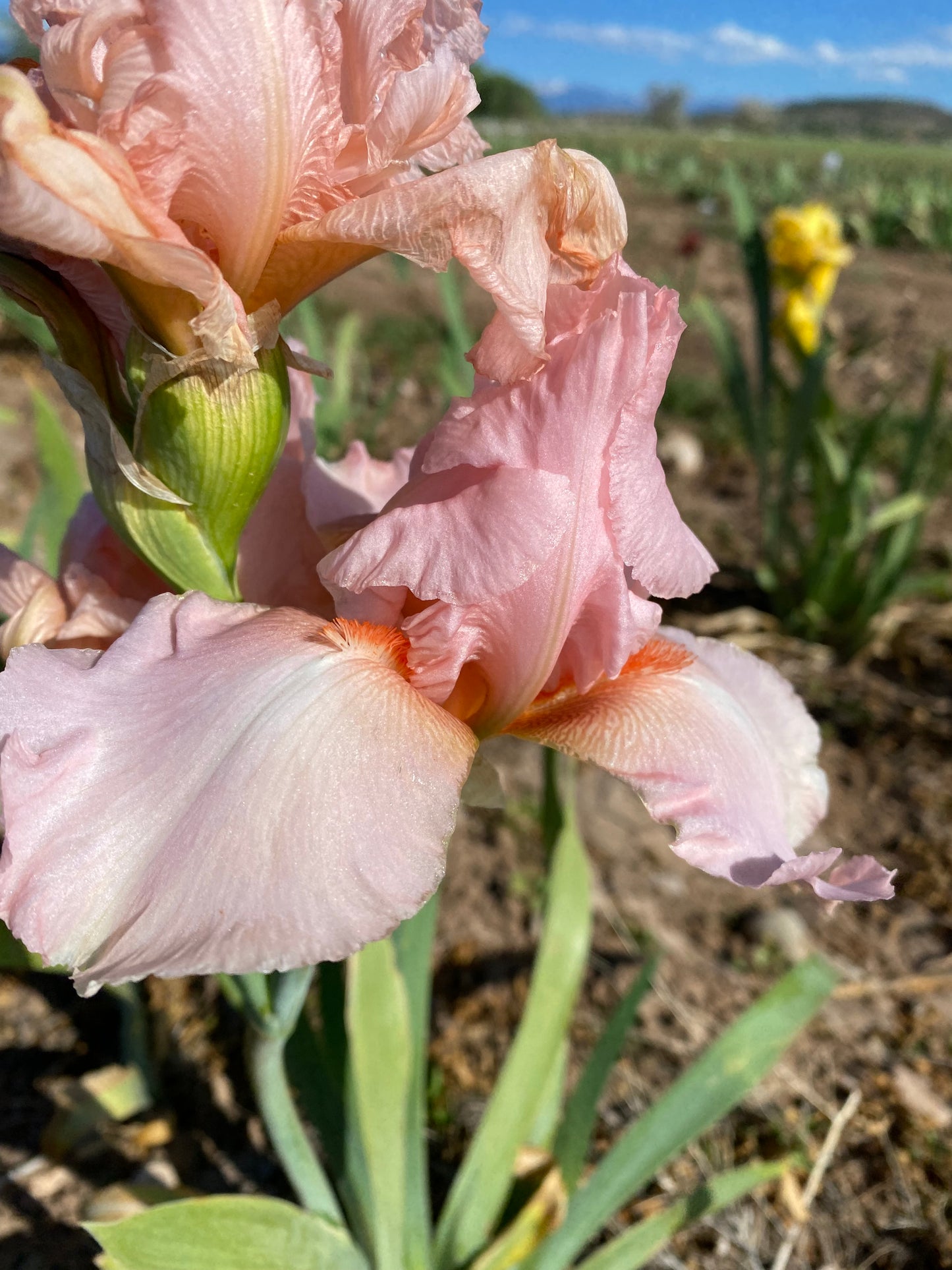 Noid 23.27 Pink or Peach