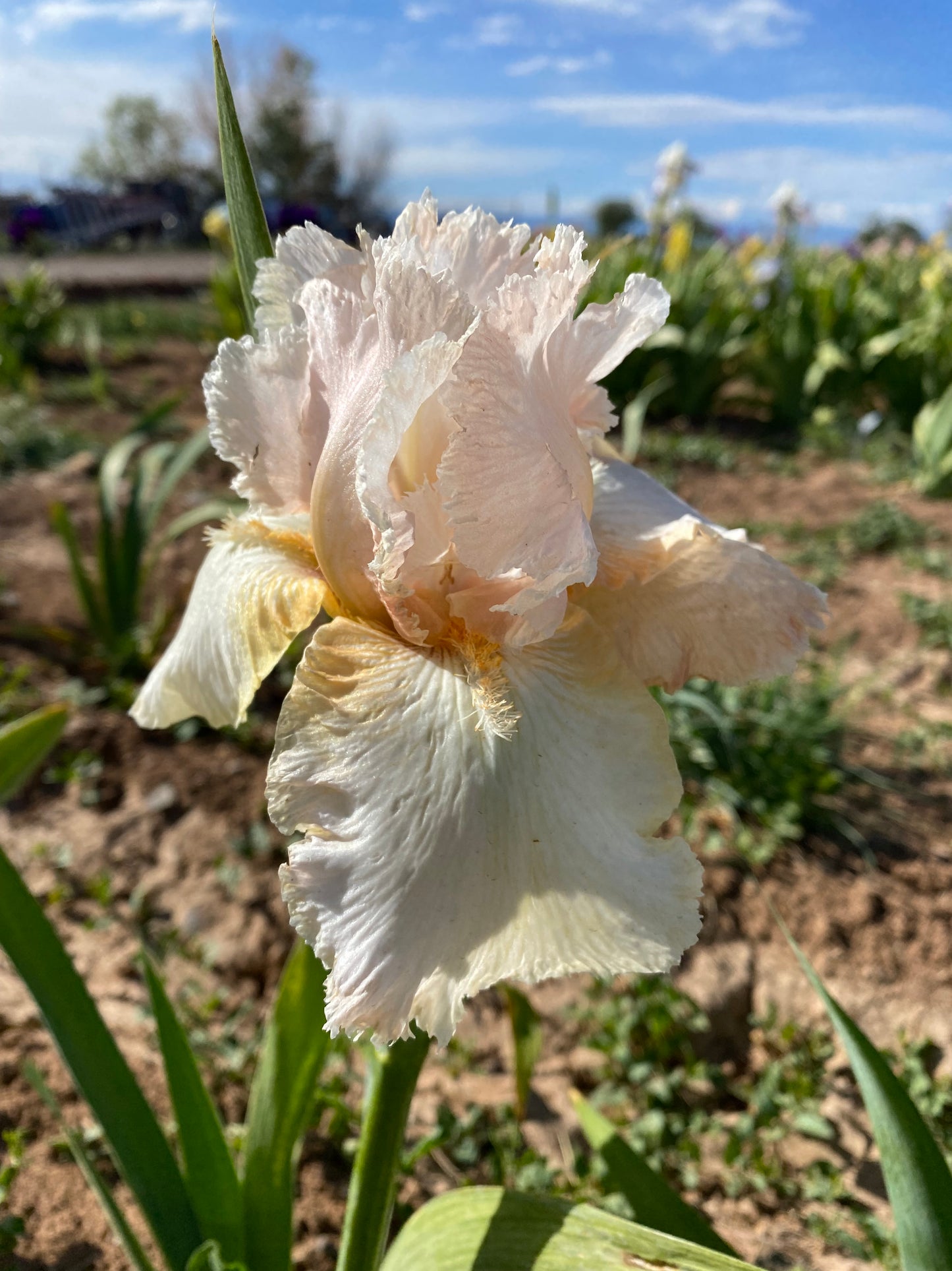 Noid 24.3 Peachy Pink