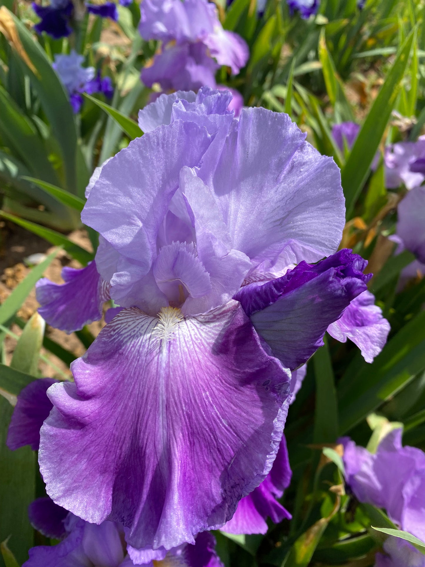 Grab Bag of Noids #1