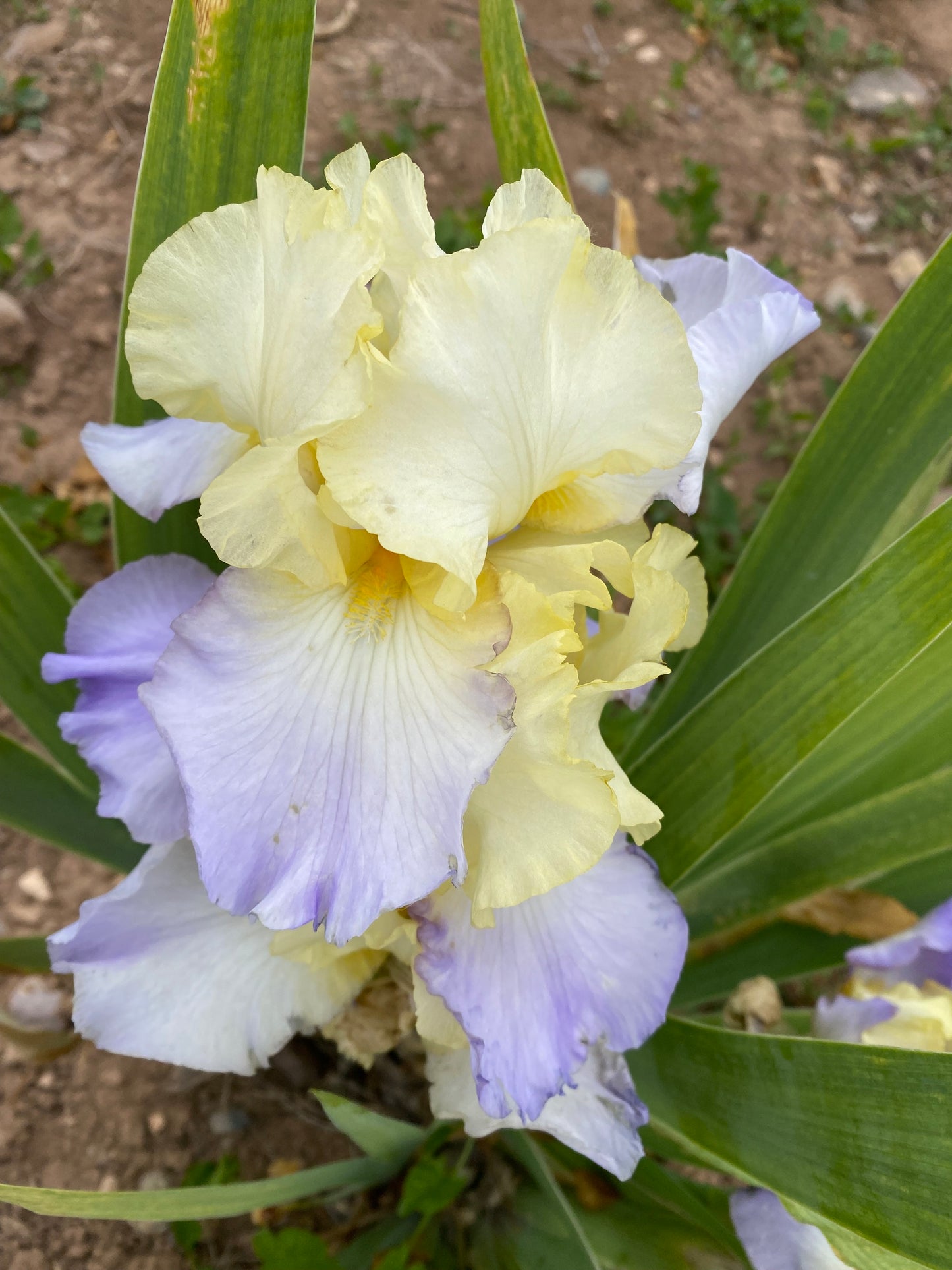 Noid 28.35 Light yellow/purple