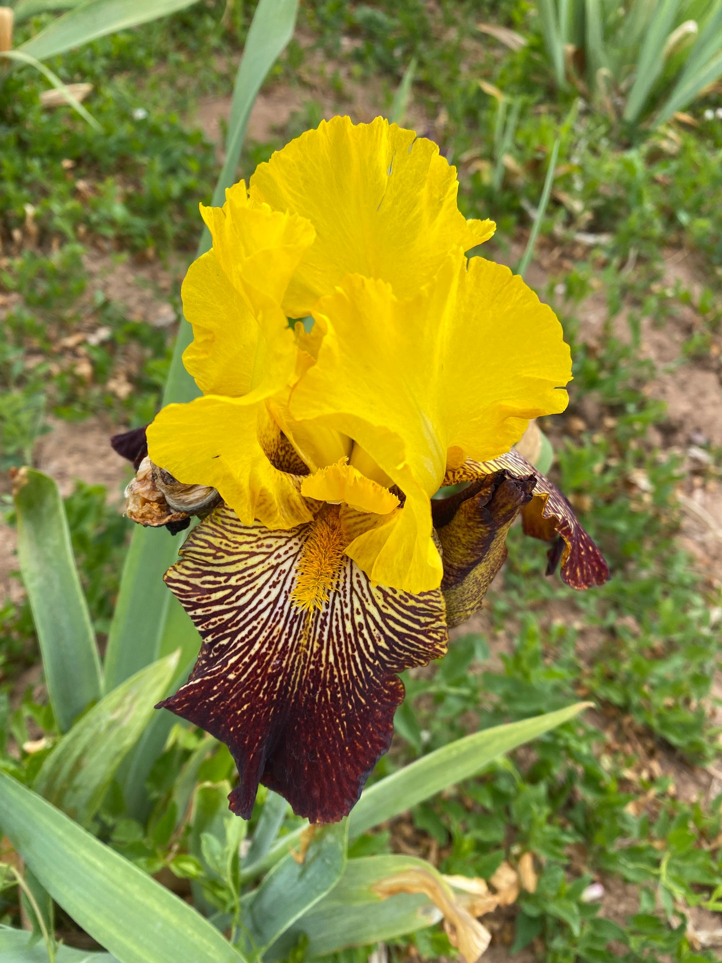 Noid 28.15 Yellow and Red