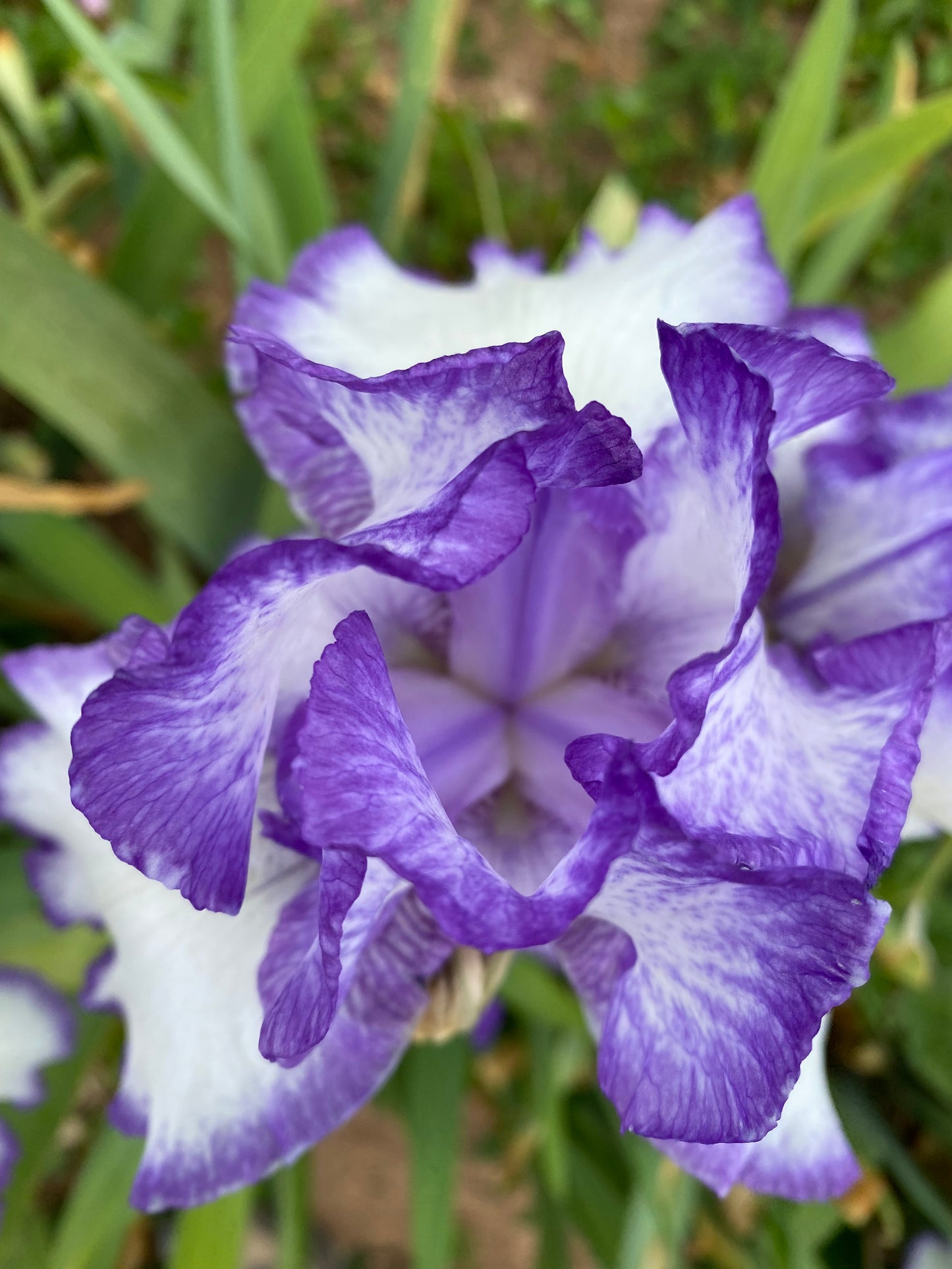 Noid 29.2 Purple and white plicata