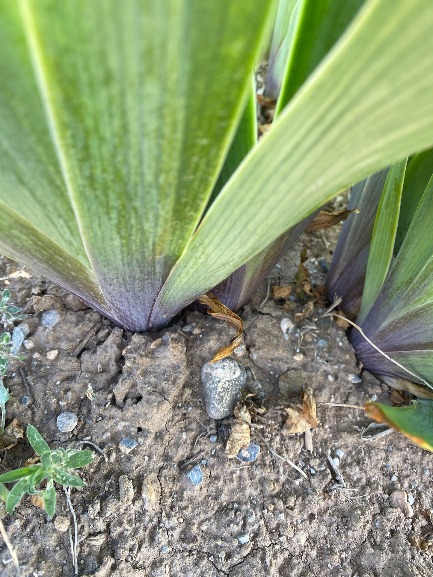 Noid 30.17 Historic red