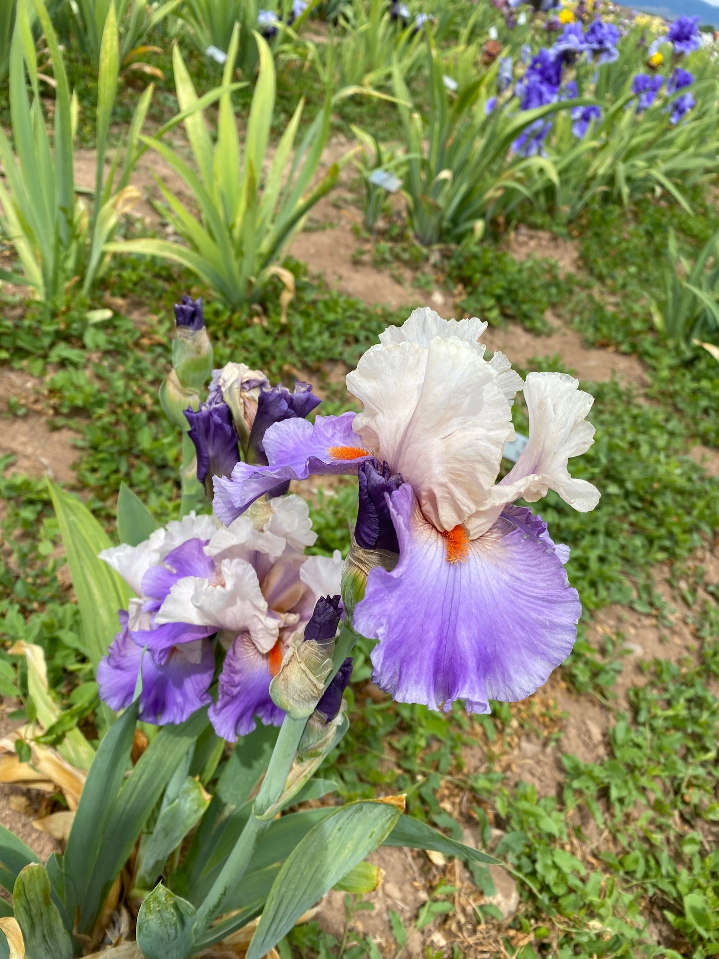 Noid 30.4 Grey pink and lavender