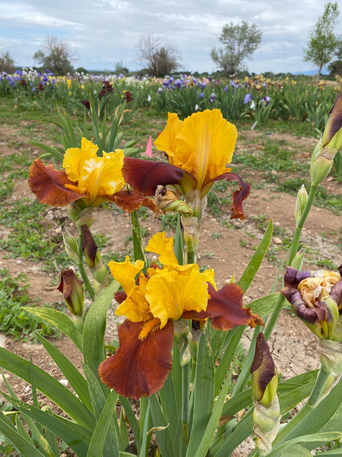 Noid 28.45 Yellow and Red