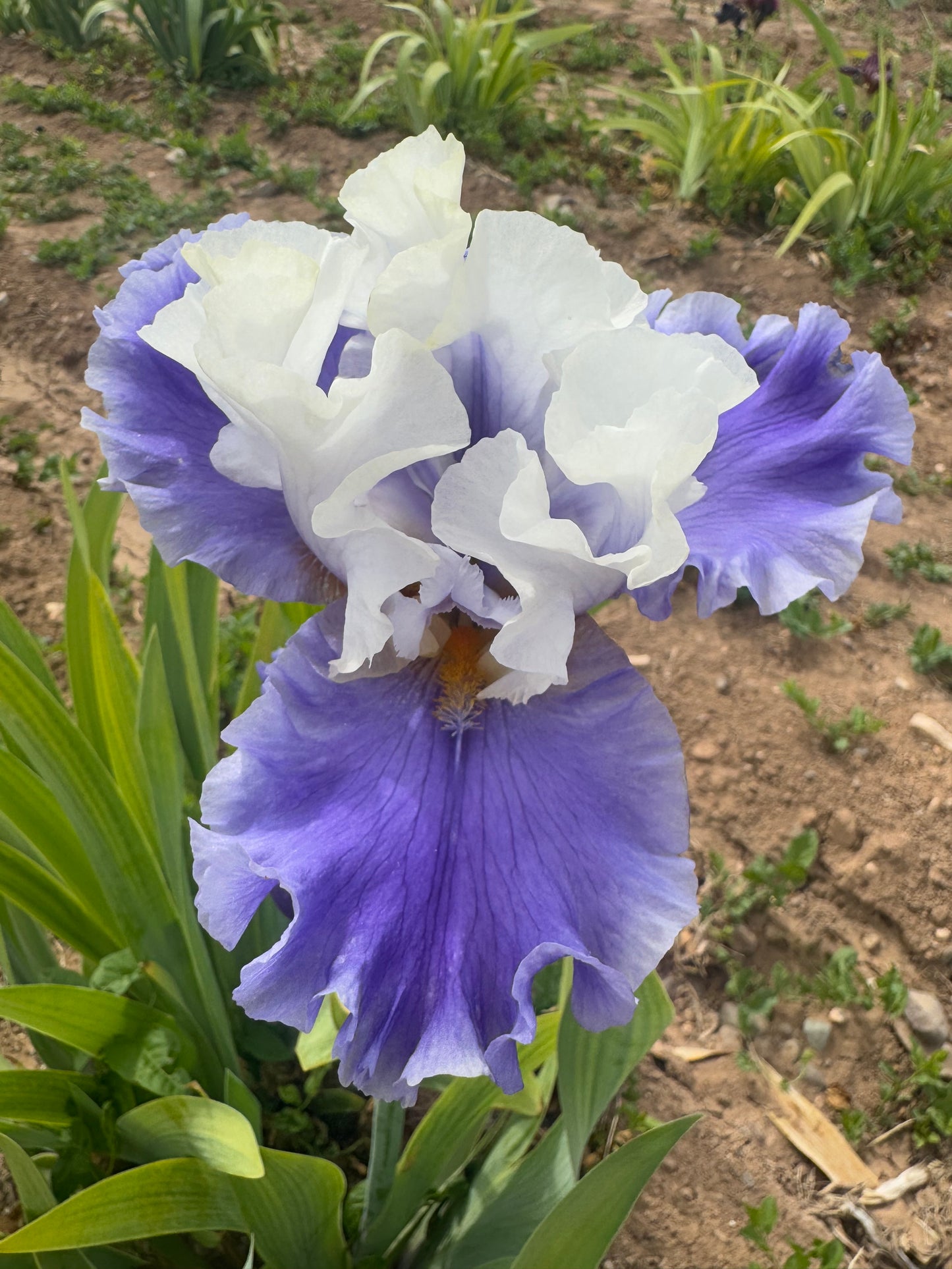5.11 Purple and white (42.40)