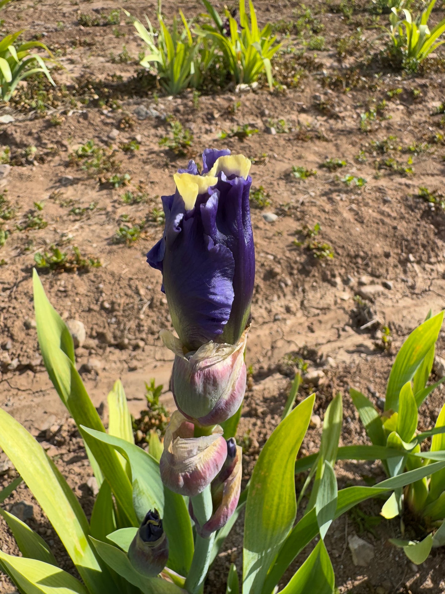 5.11 Purple and cream (4.20)