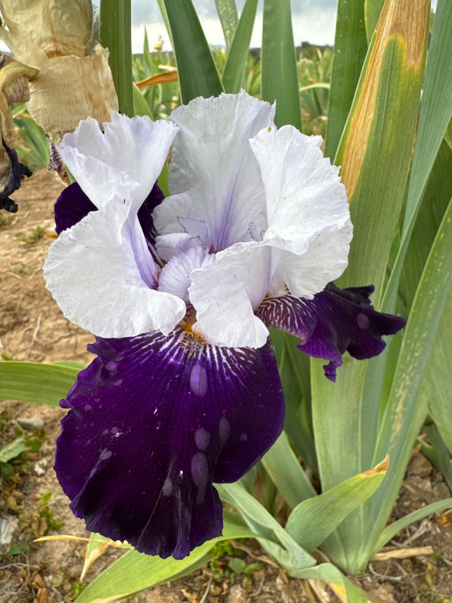 Brings Me Joy (NEW REGISTERED IRIS)
