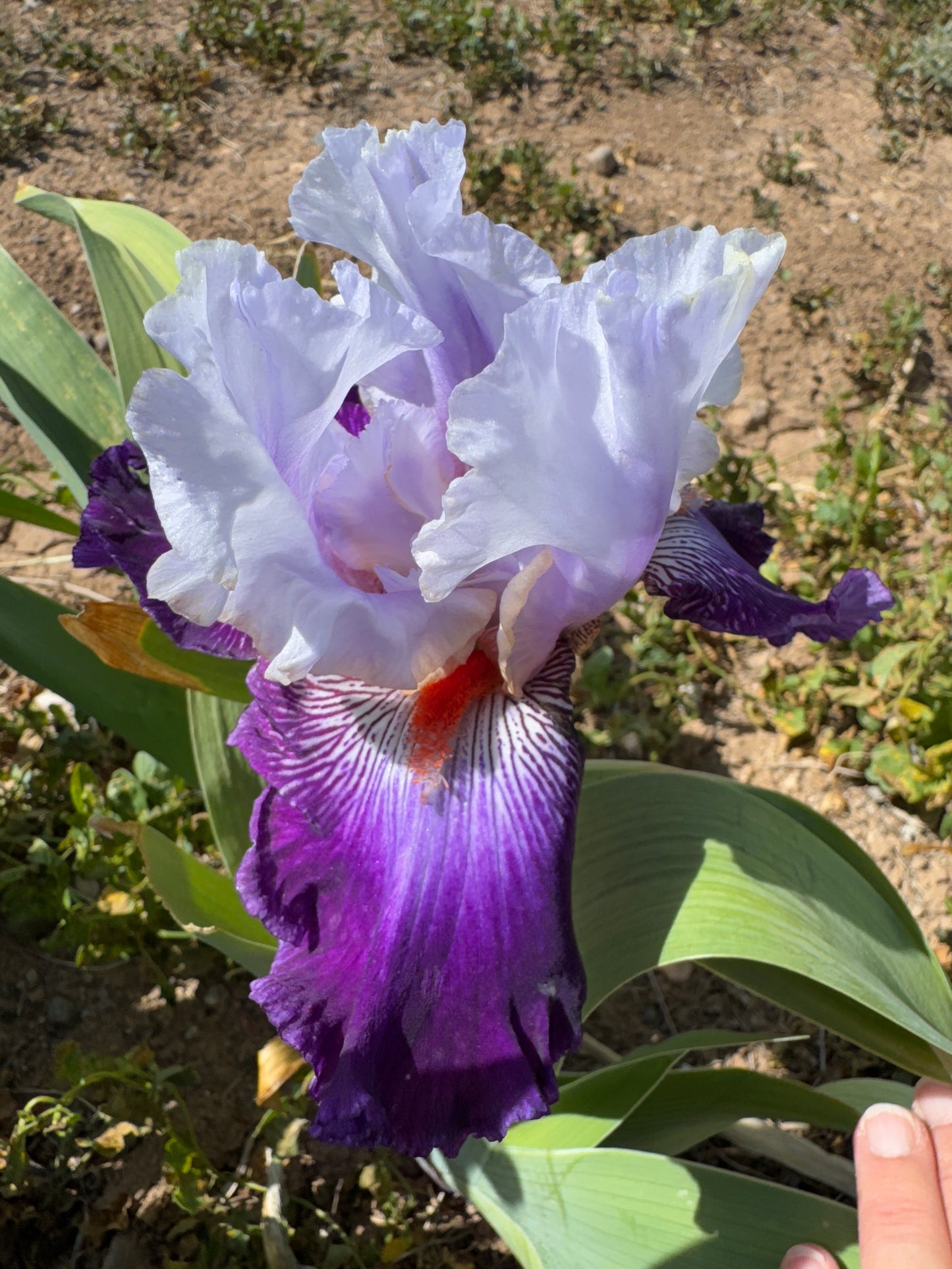 Sunsets Over San Juans (NEW REGISTERED IRIS)