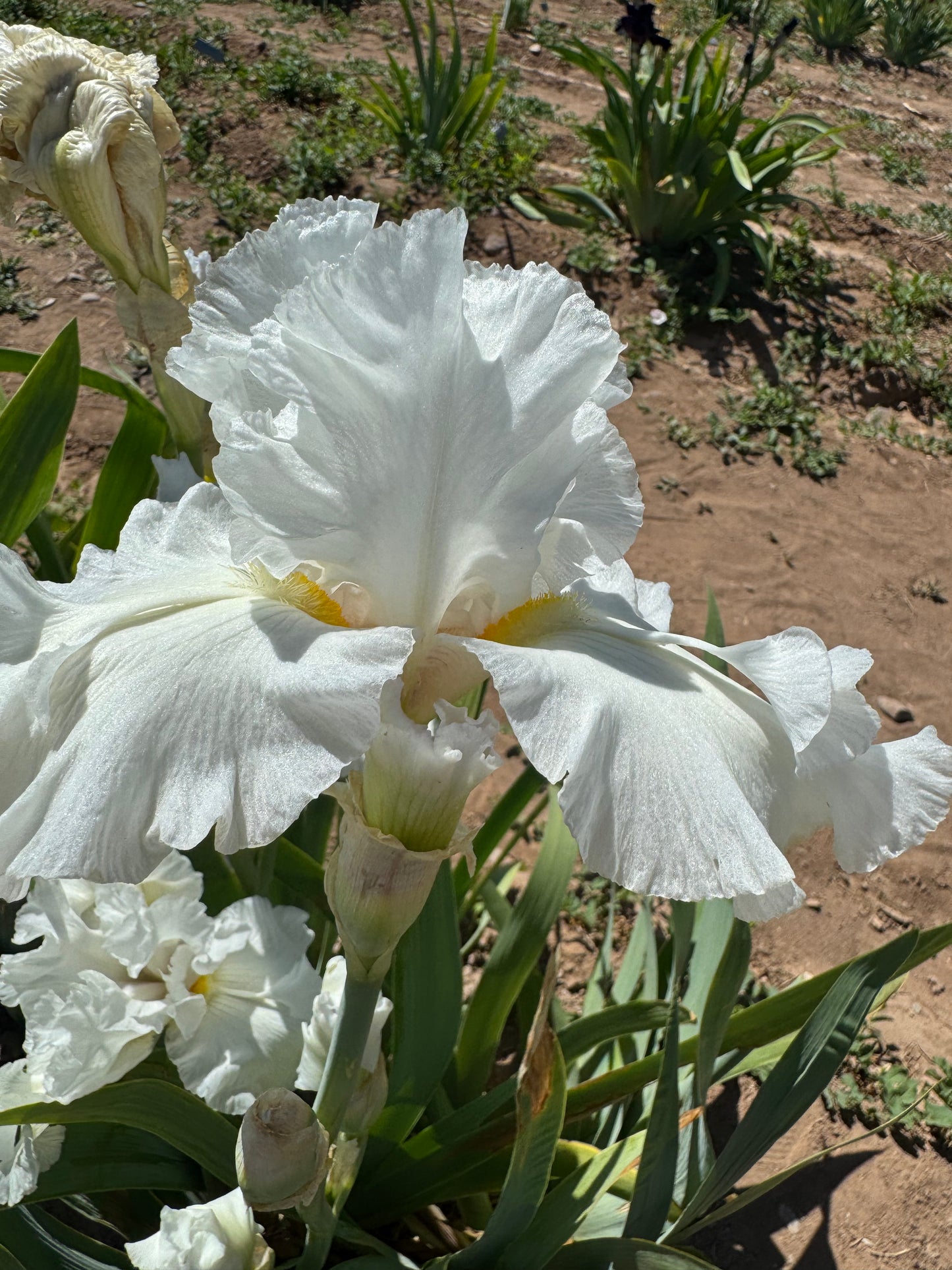 Above All The Lights