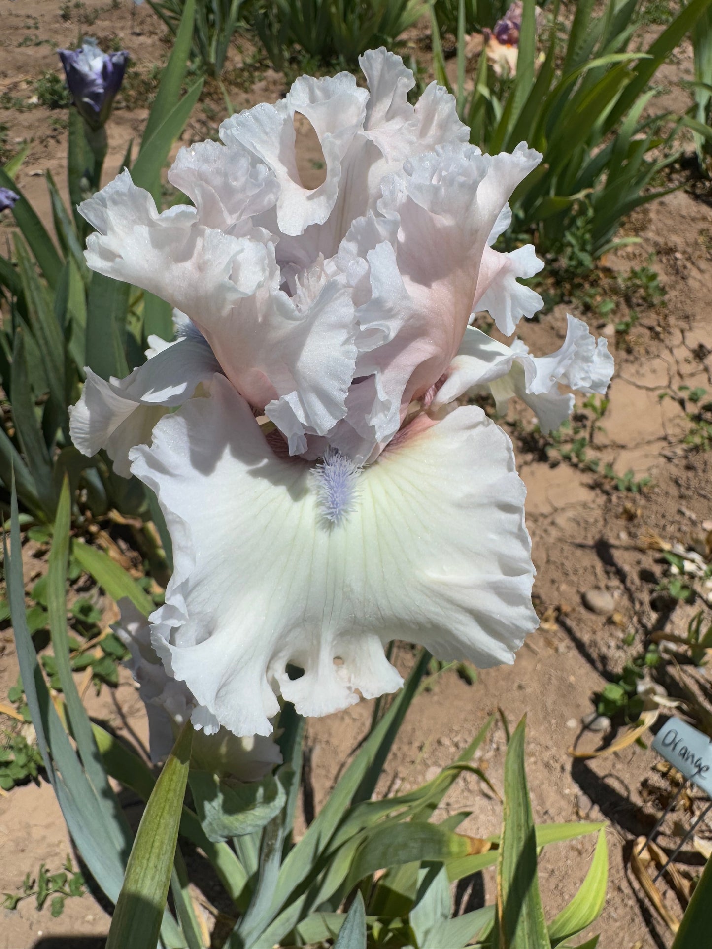 Beauty Within