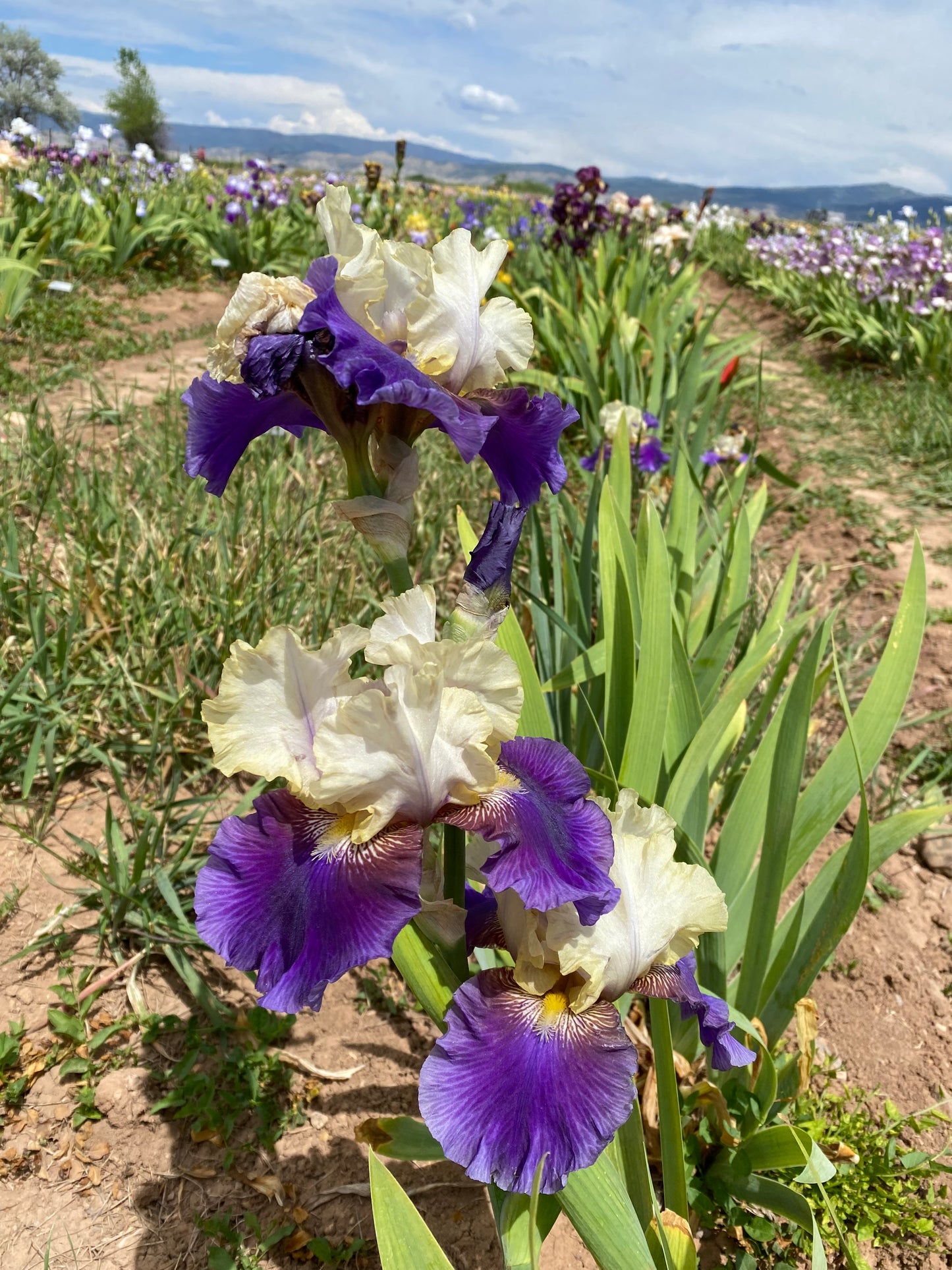 Boysenberry Buttercup
