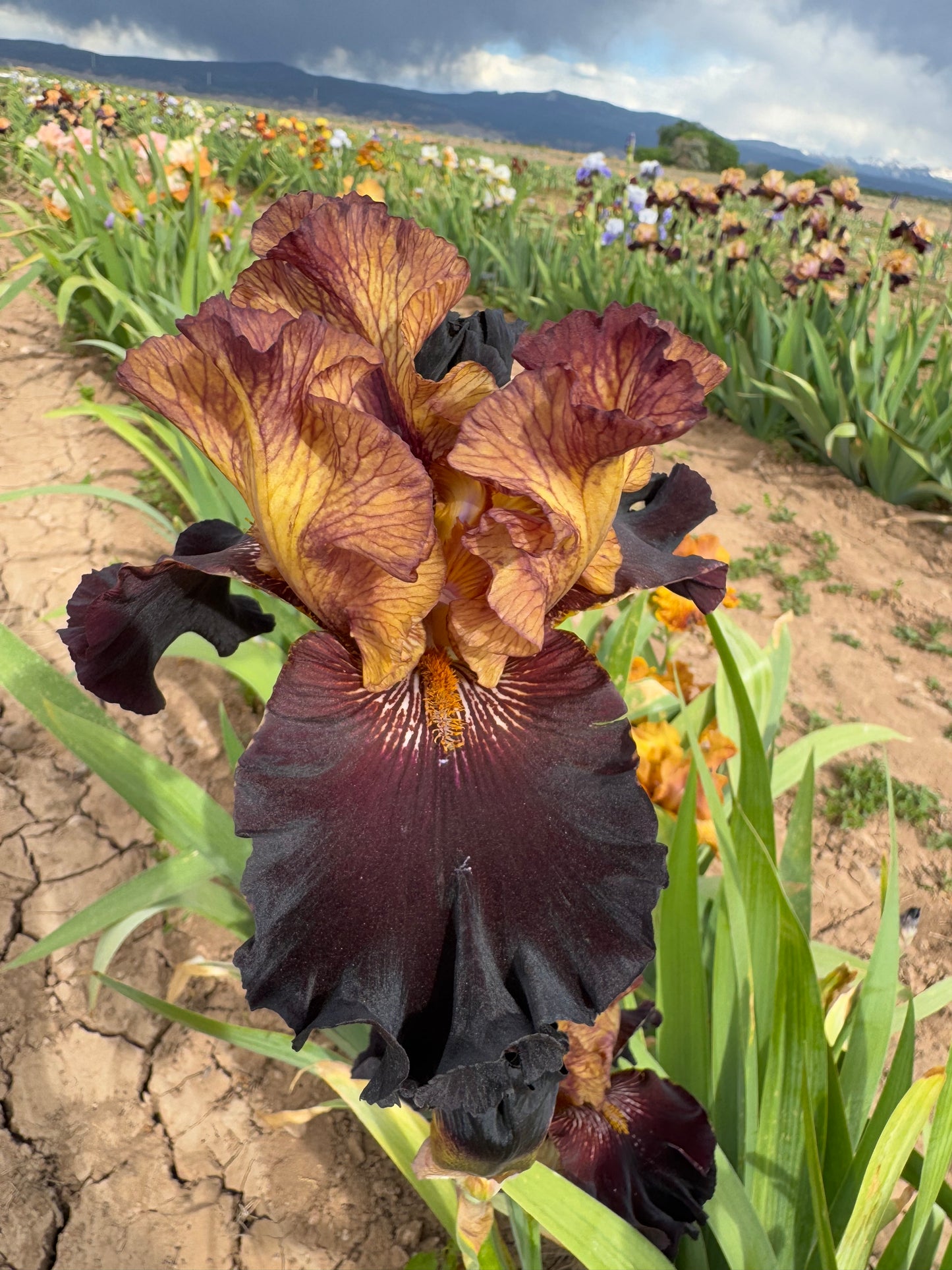 Caramel 'N Chocolate