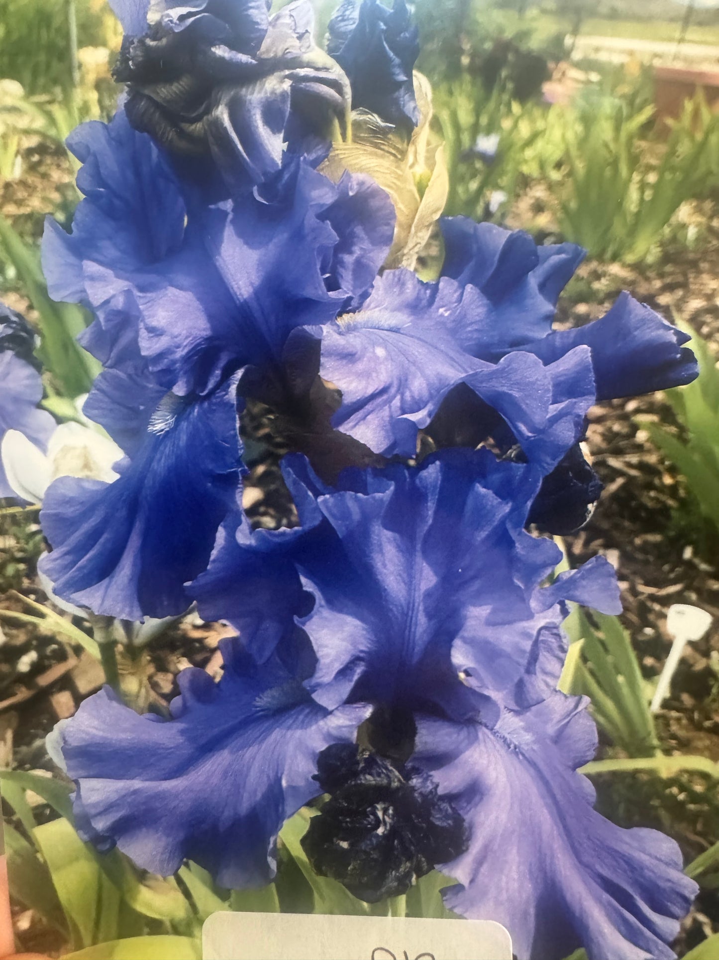 D12 (42.18) Blue purple