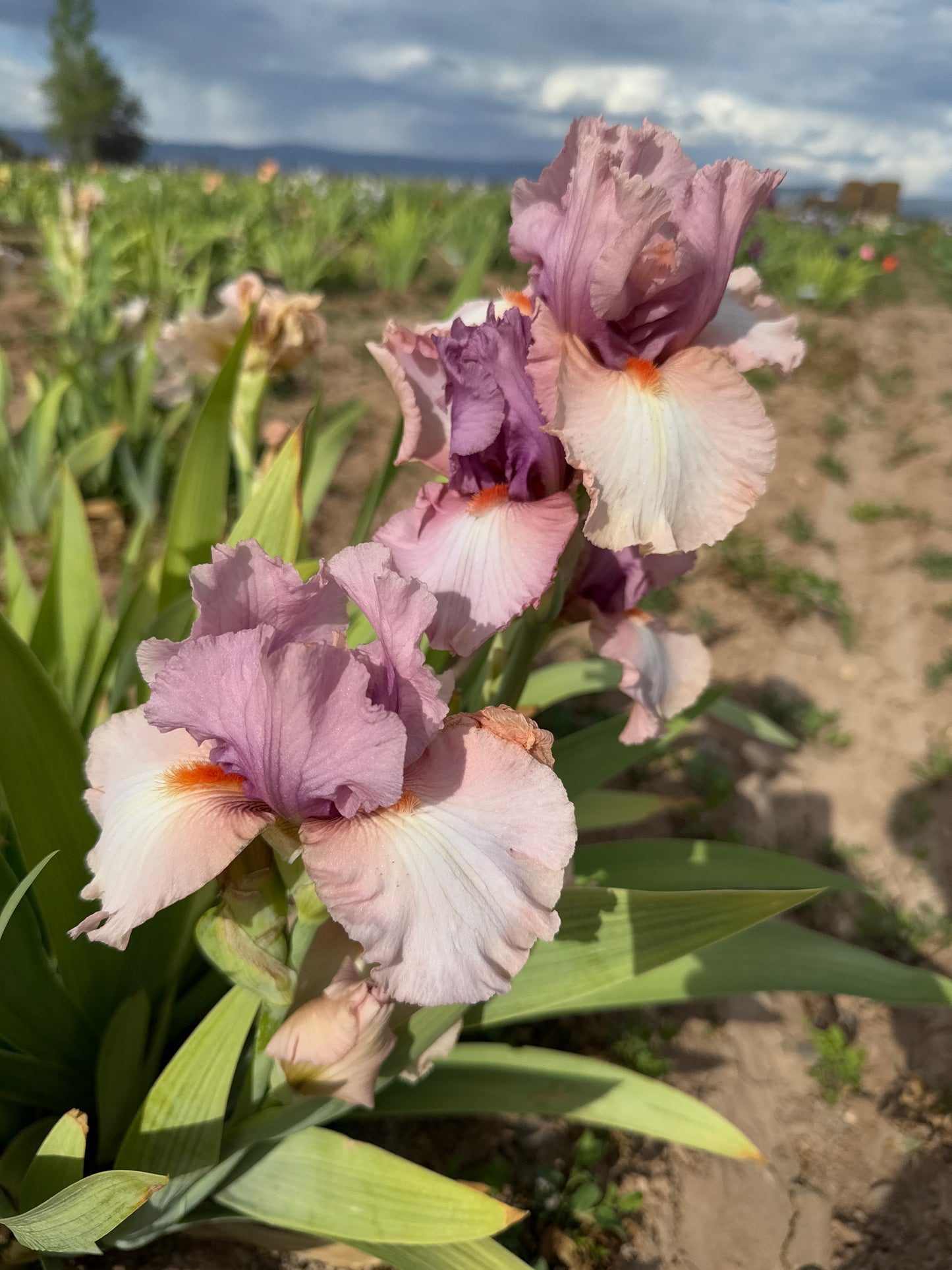 Keeping Up Appearances