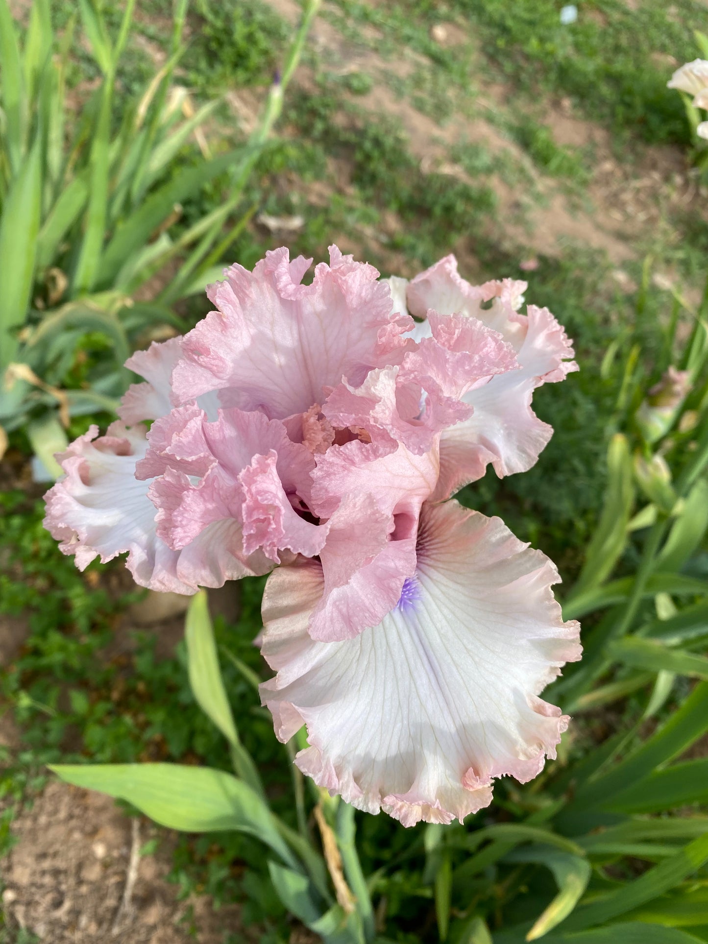 Don't Stop Believing