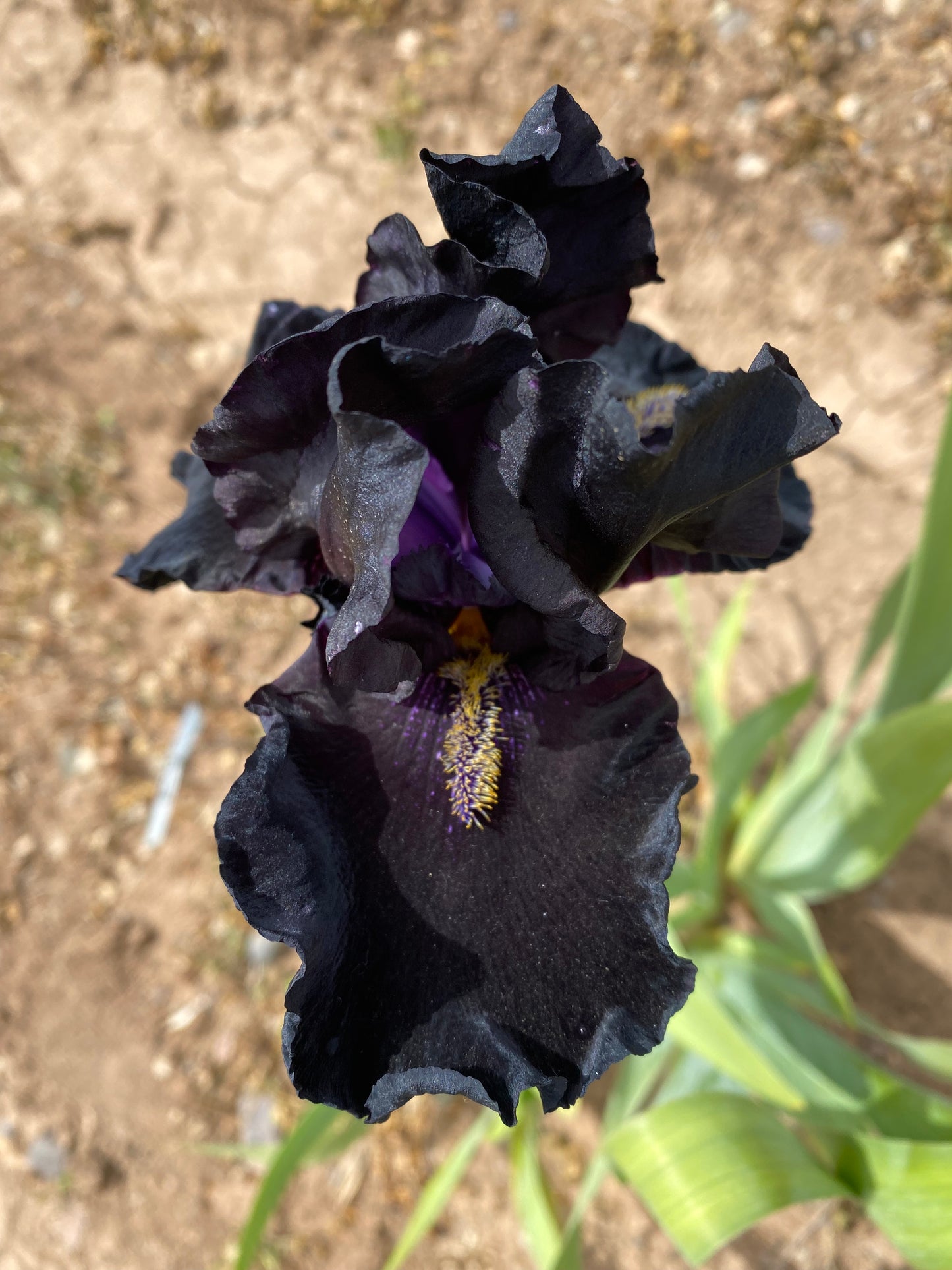 Here Comes the Night