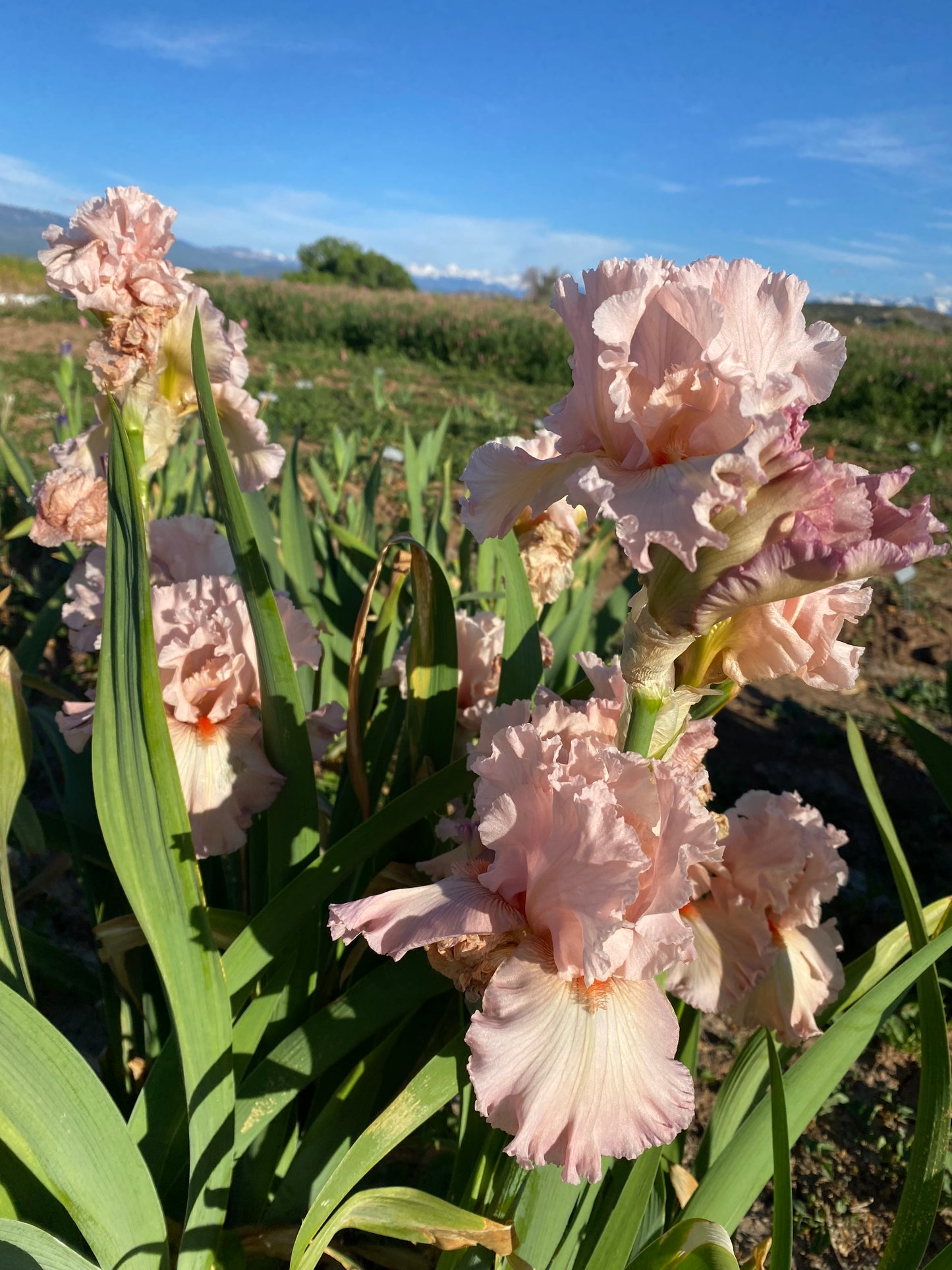 International Fashion