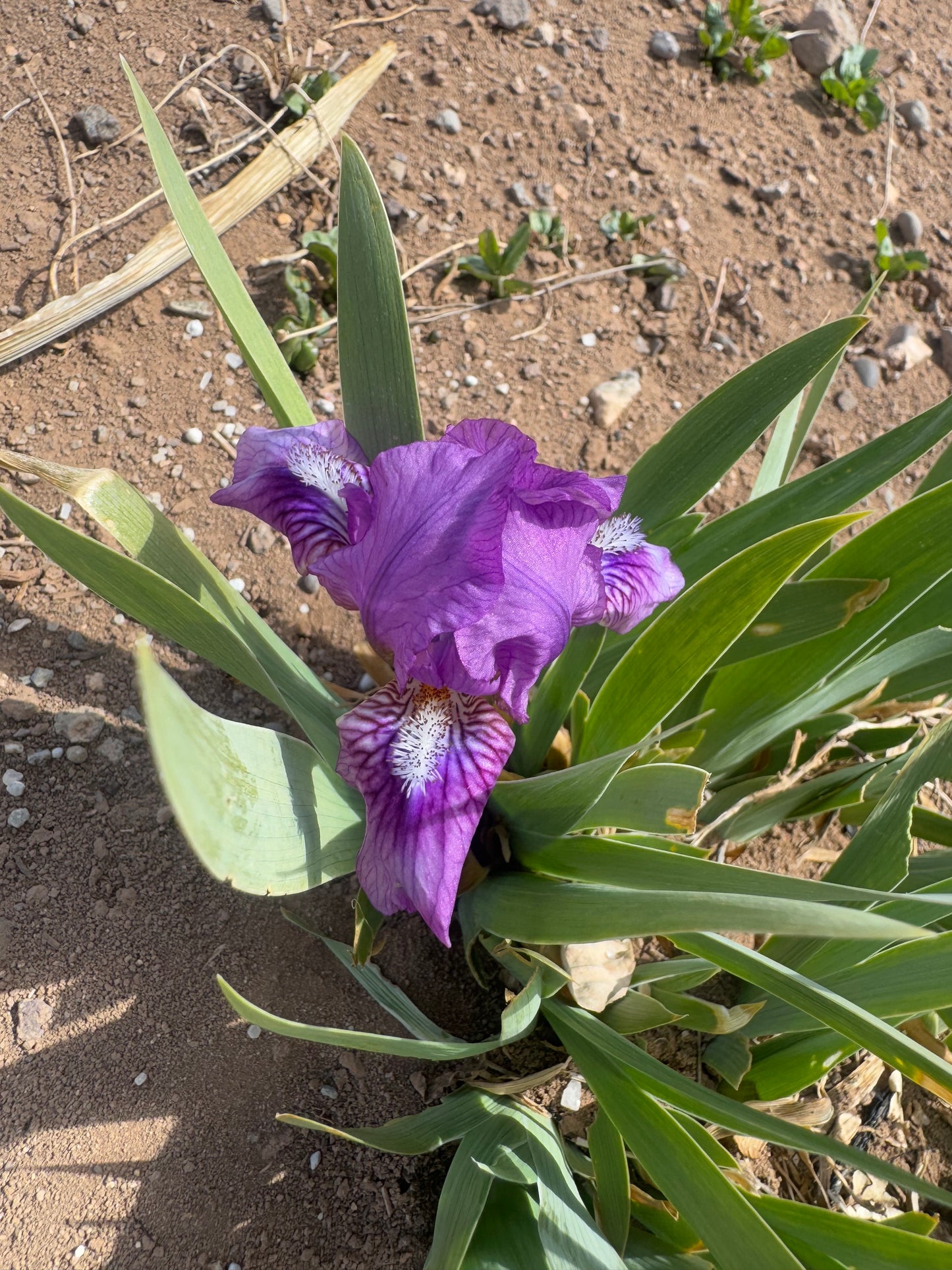 My Huckleberry Friend