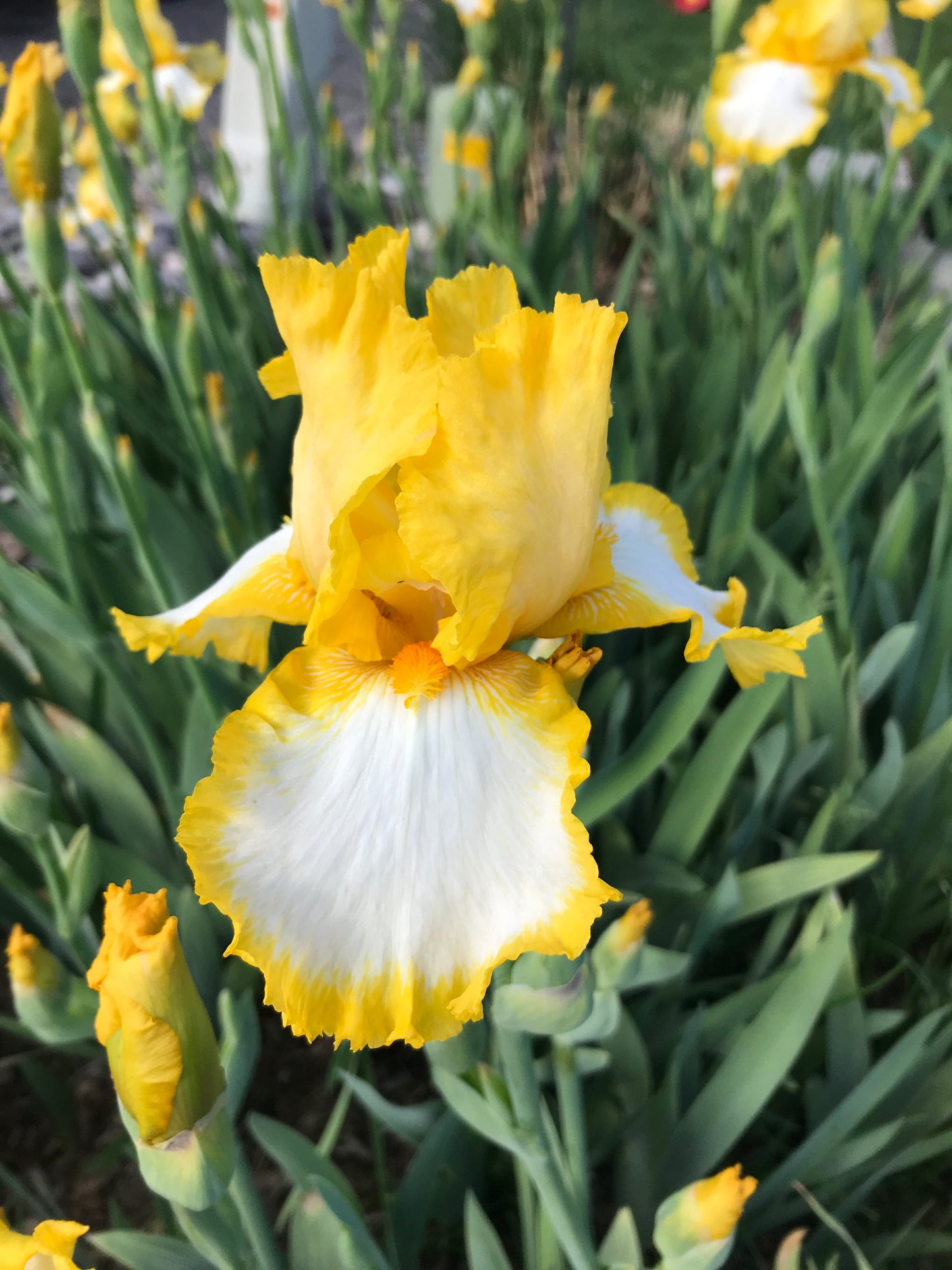 Noid 44.22 White with yellow edging