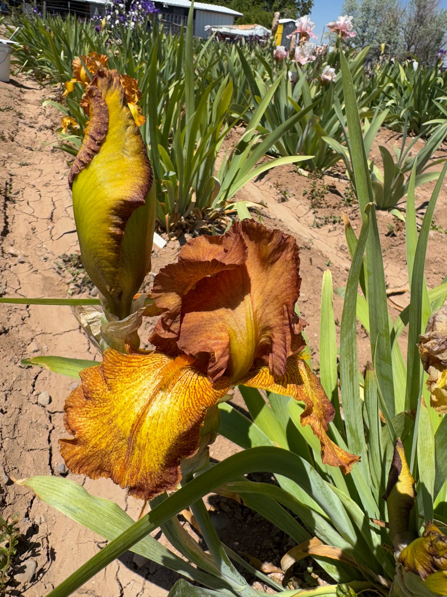 Noid 20.4 Yellowish Bronze Plicata