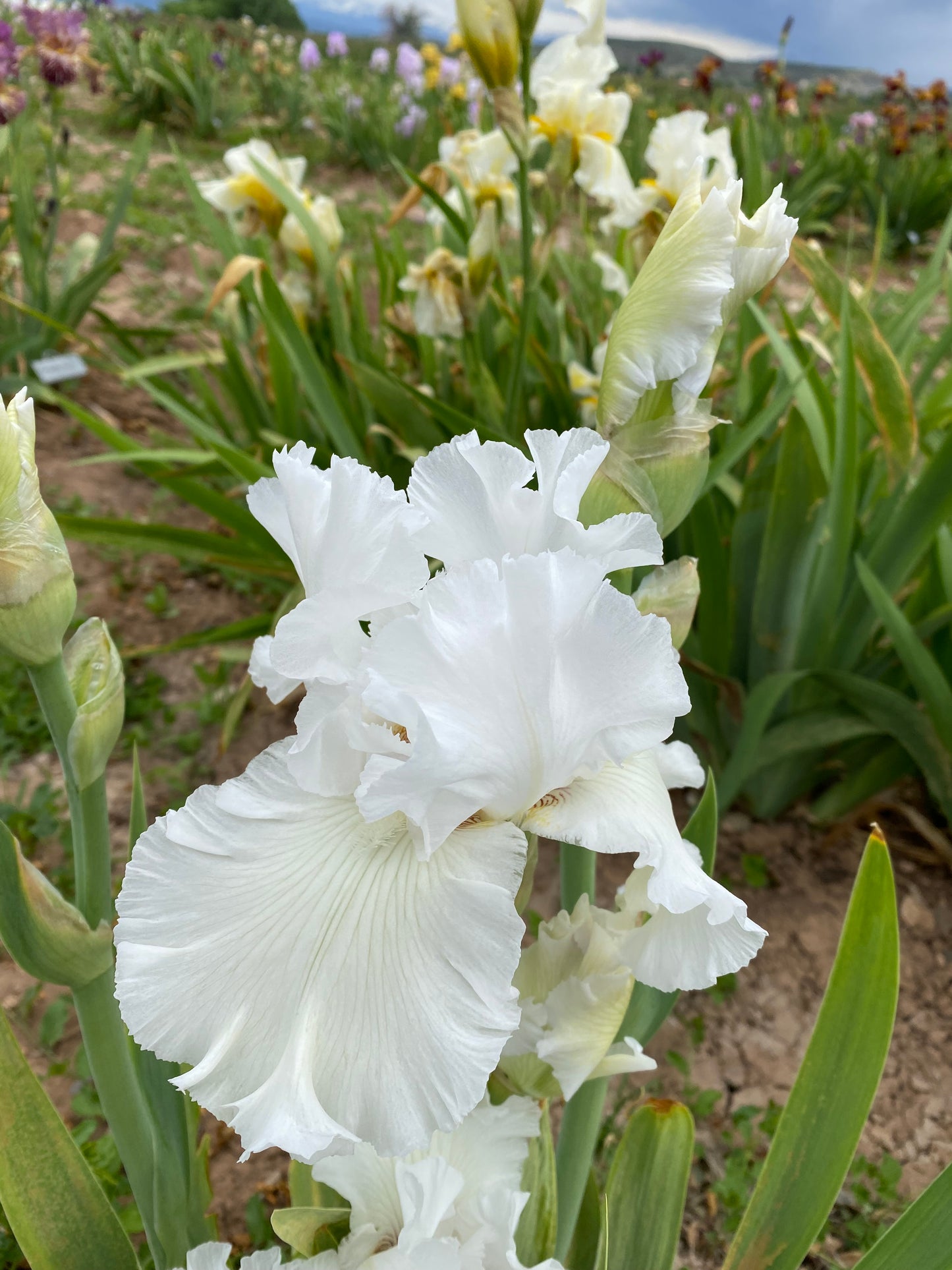 Noid 25.43 Ruffled White