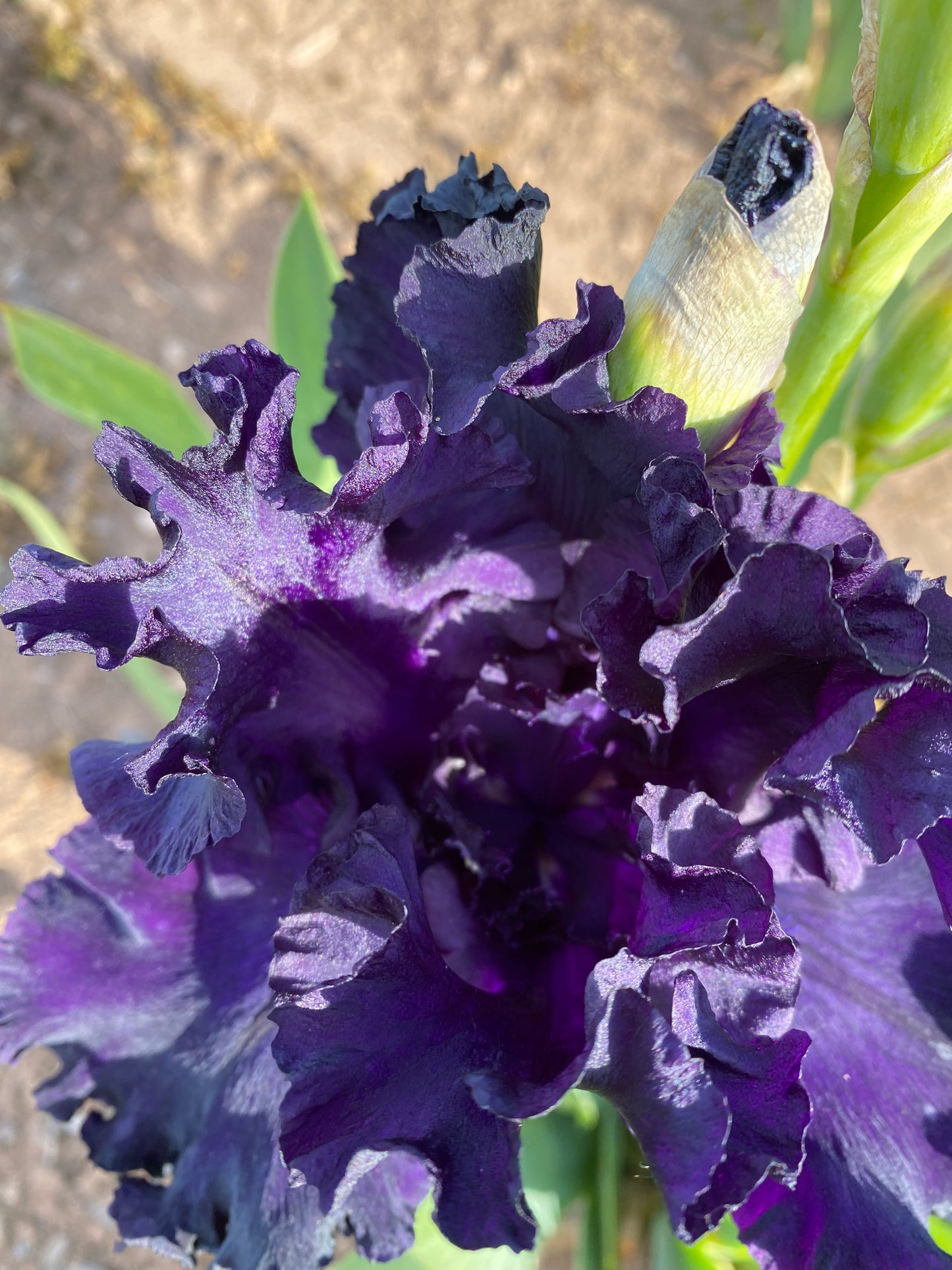 Noid 27.17 Dark purple black