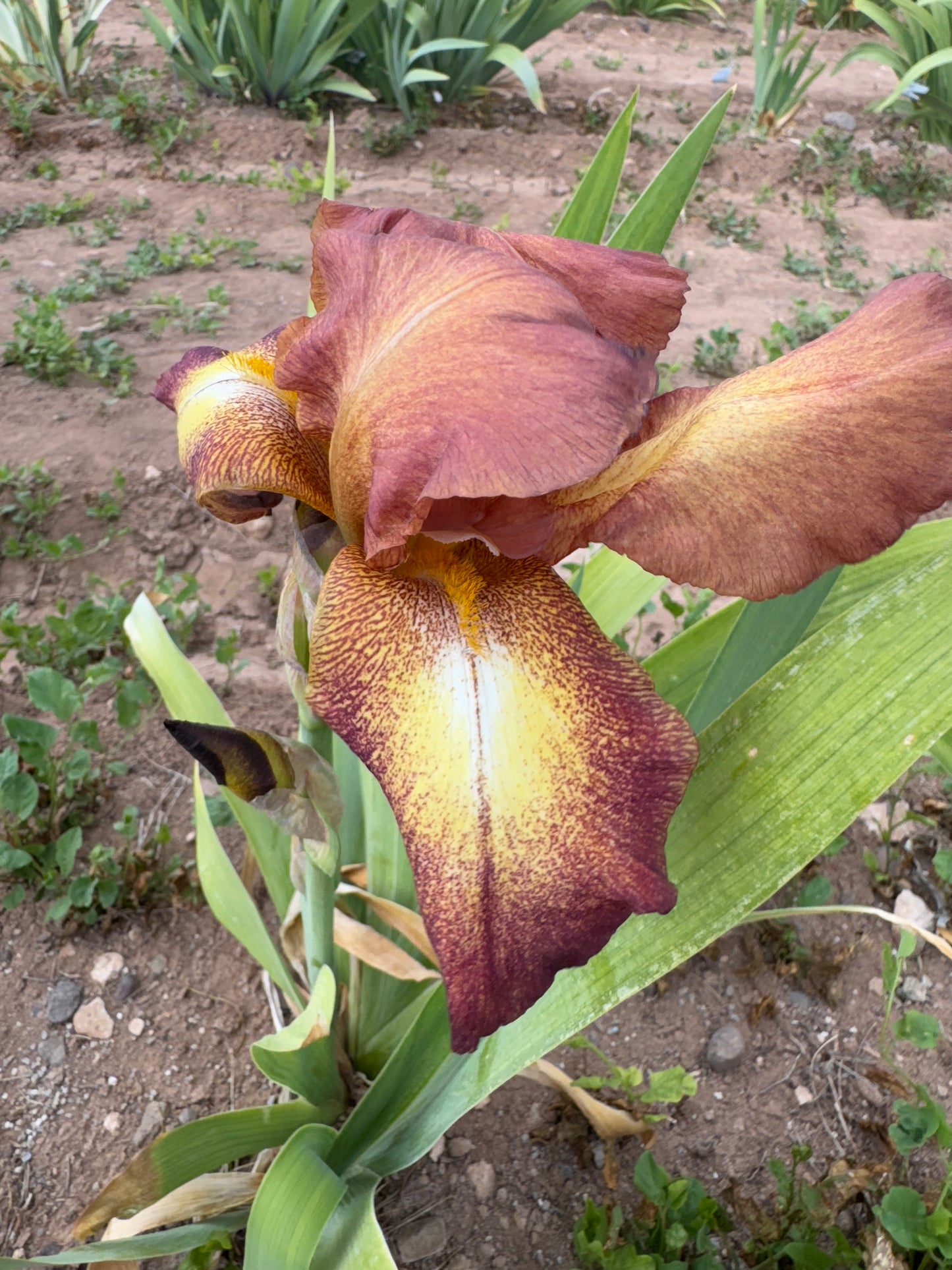 Noid 302 (42.11) Red and cream plicata