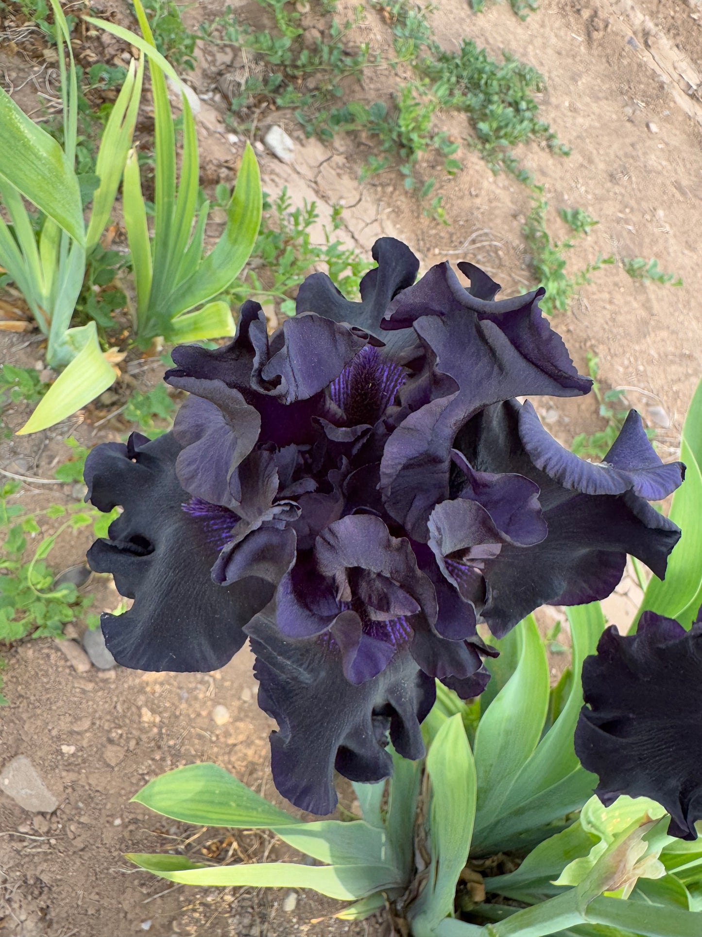 Noid 42.09 (B11) Black Purple