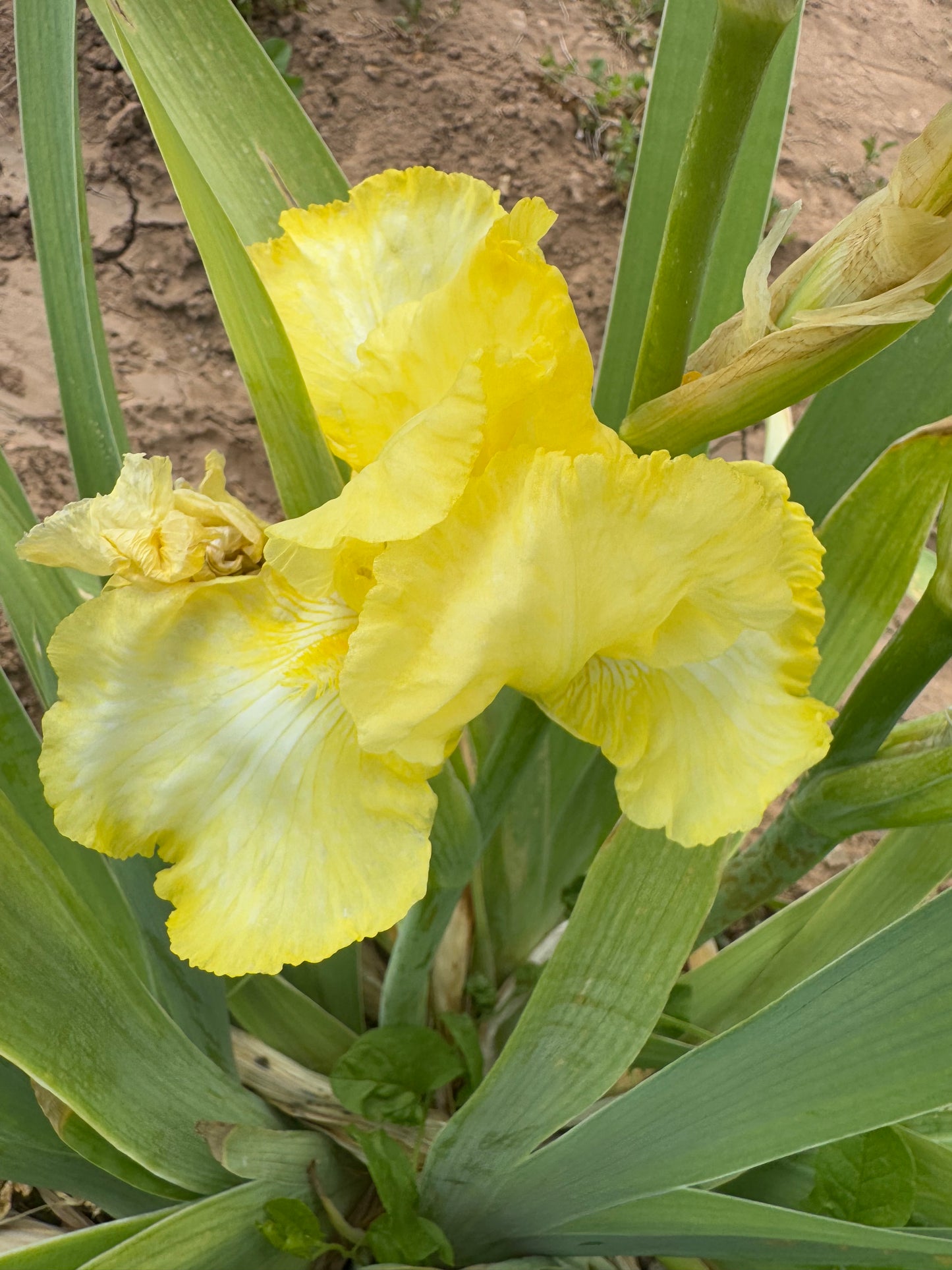 Noid 44.28 Light Yellow Rebloomer