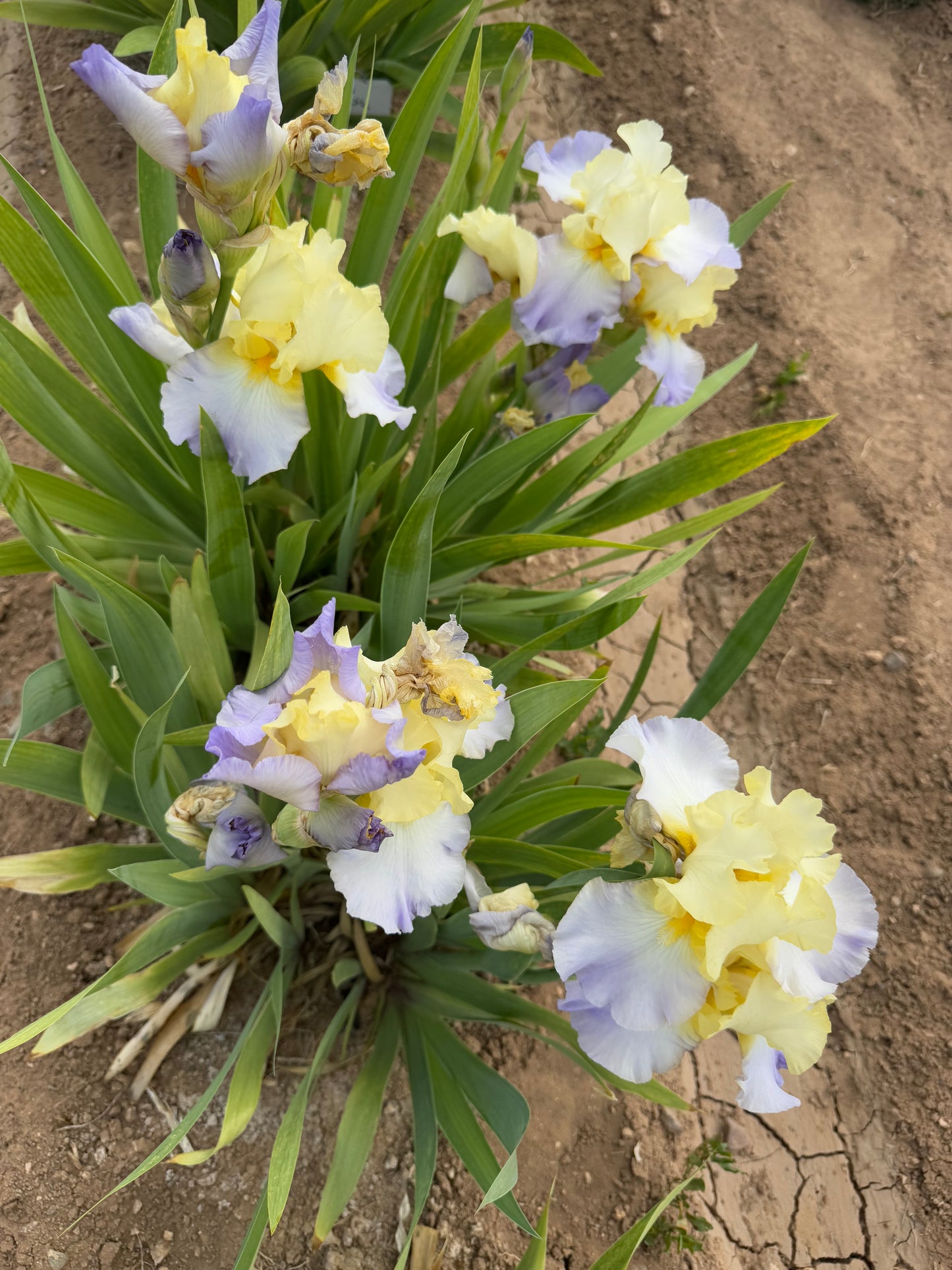 Noid 44.29 Light Yellow/ Light purple