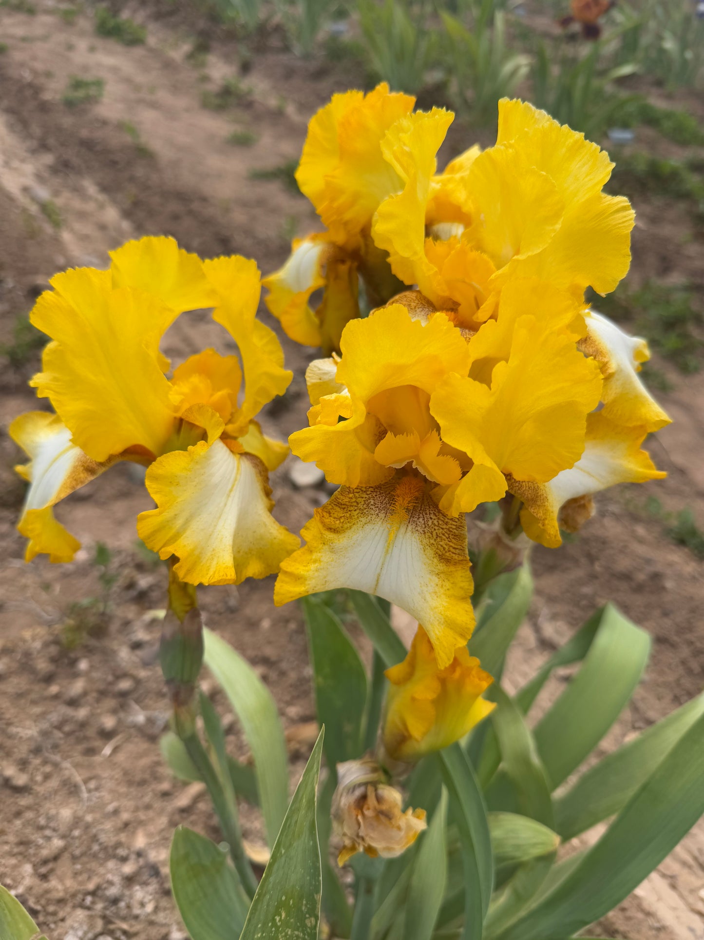 Noid 44.32 Golden yellow