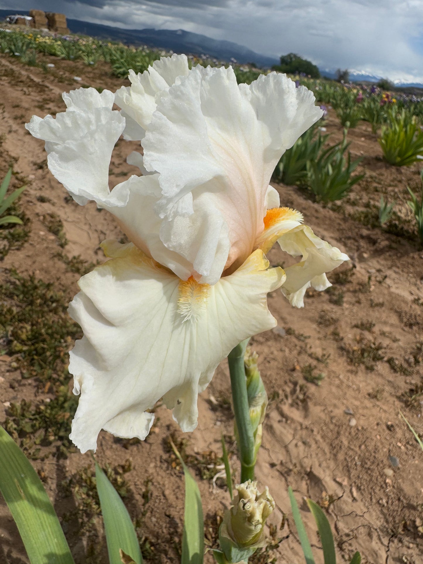 Noid 5.18 Creamy light pink