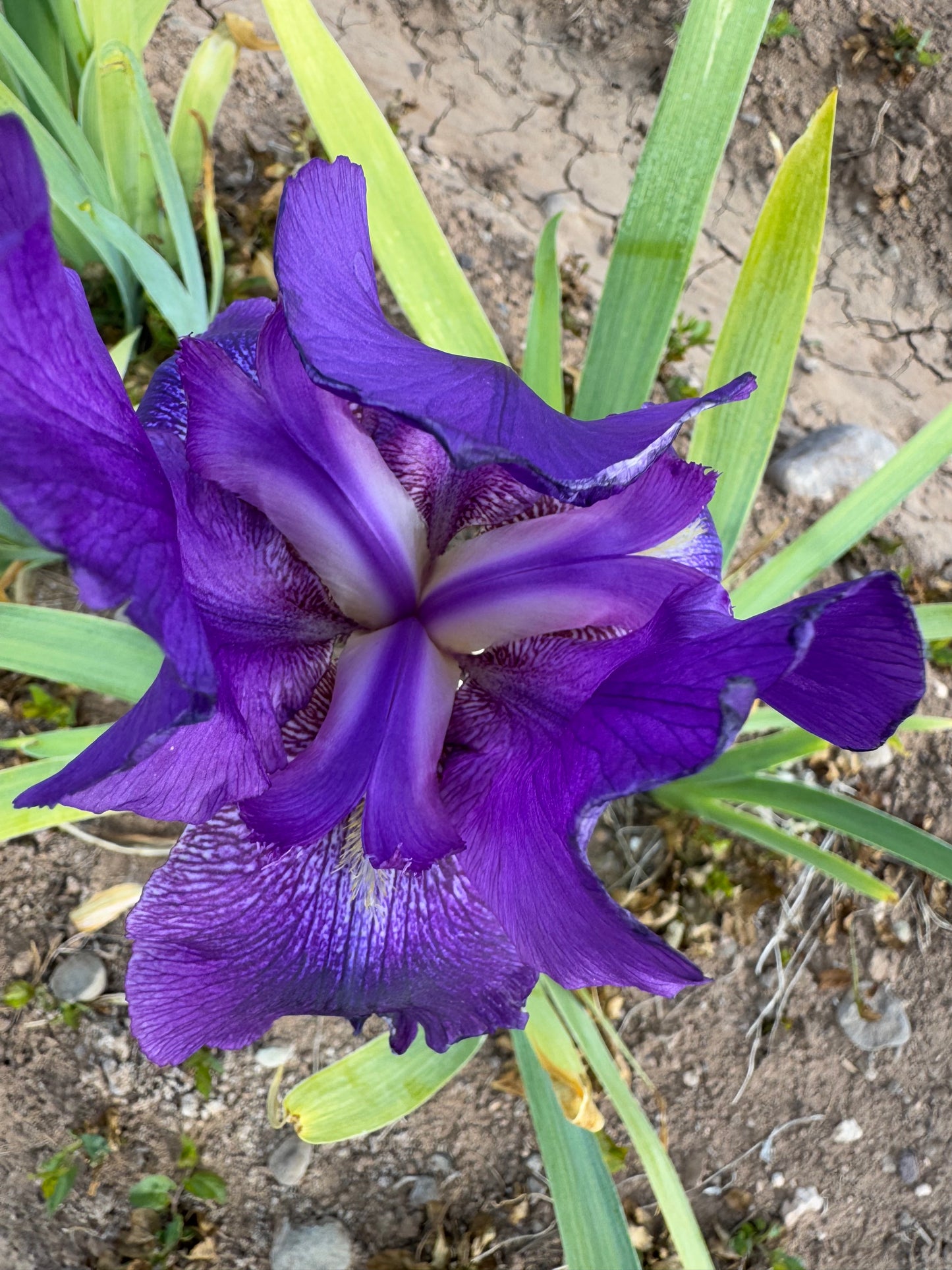 Noid 557 (42.16) Purple