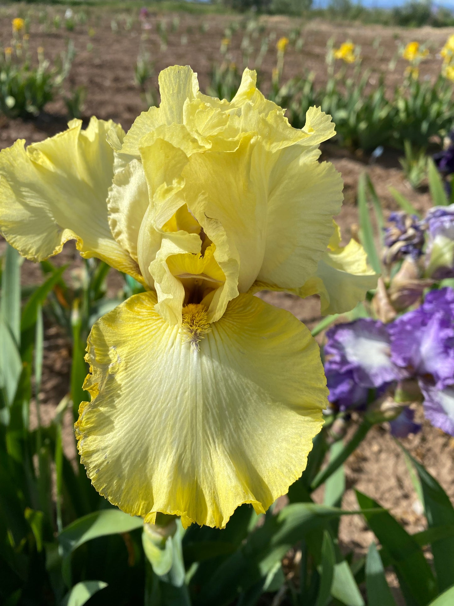 Noid 18.15 Creamy Yellow (name is Country Cork)