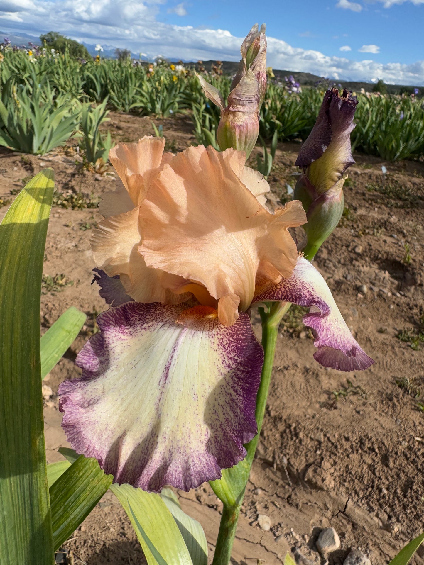 Noid 8.20 Peach violet