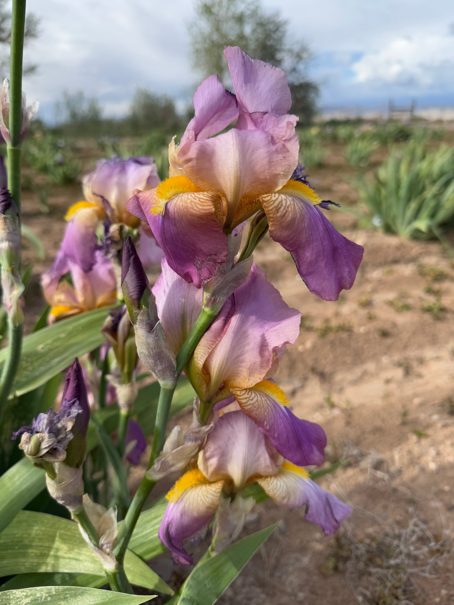 Noid 8.21 (13.2) Pink Copper