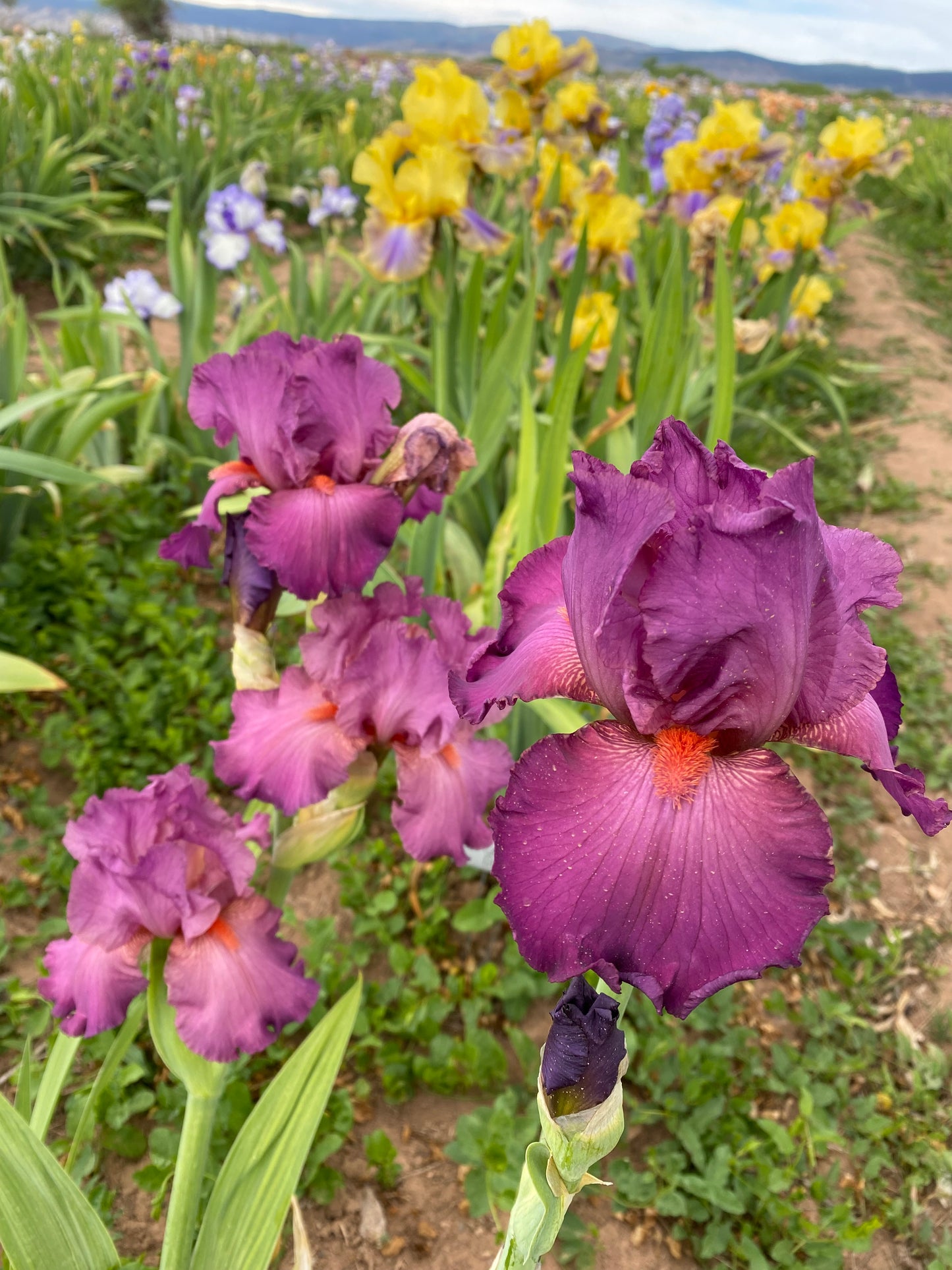 Noid 28.10 Dark Rose - Jazzy Razzy